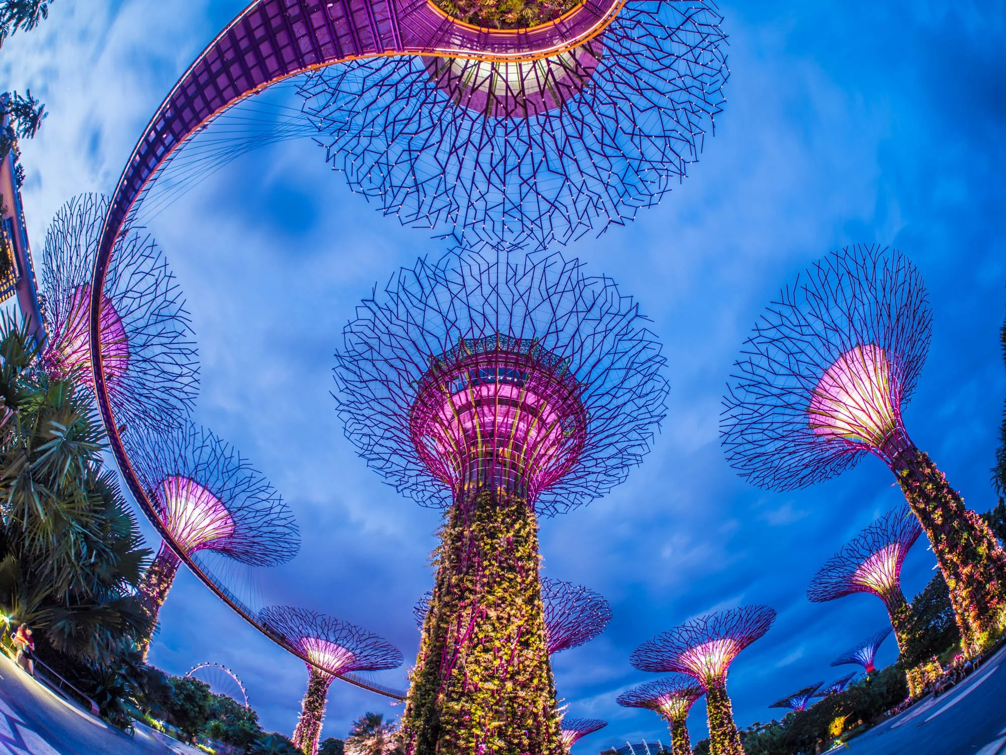 LDKphoto - Singapore - Supertree - 16.jpg