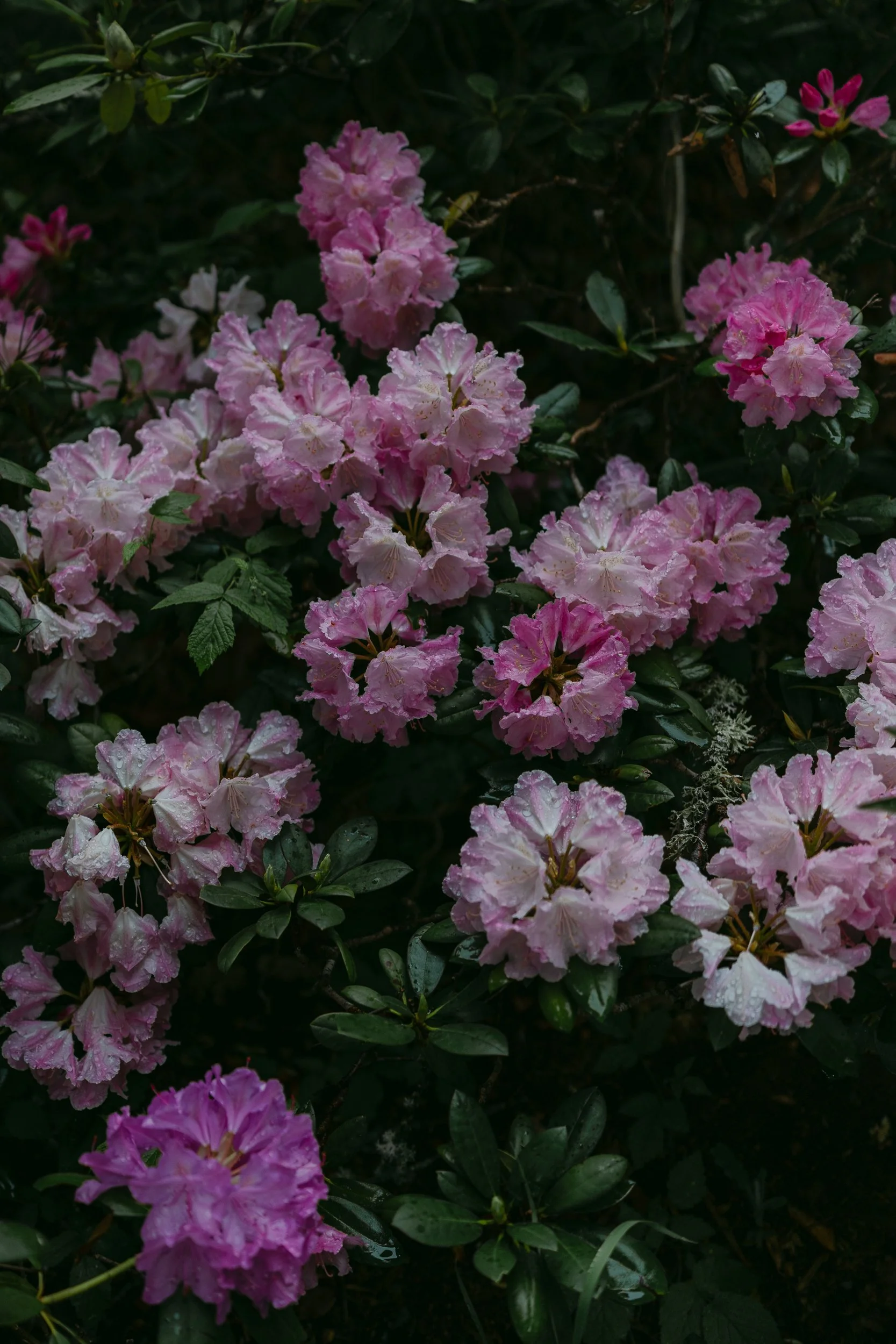 Flera ljusa rosa blommor på en buske med mörkgröna blad, regndroppar på blommorna.