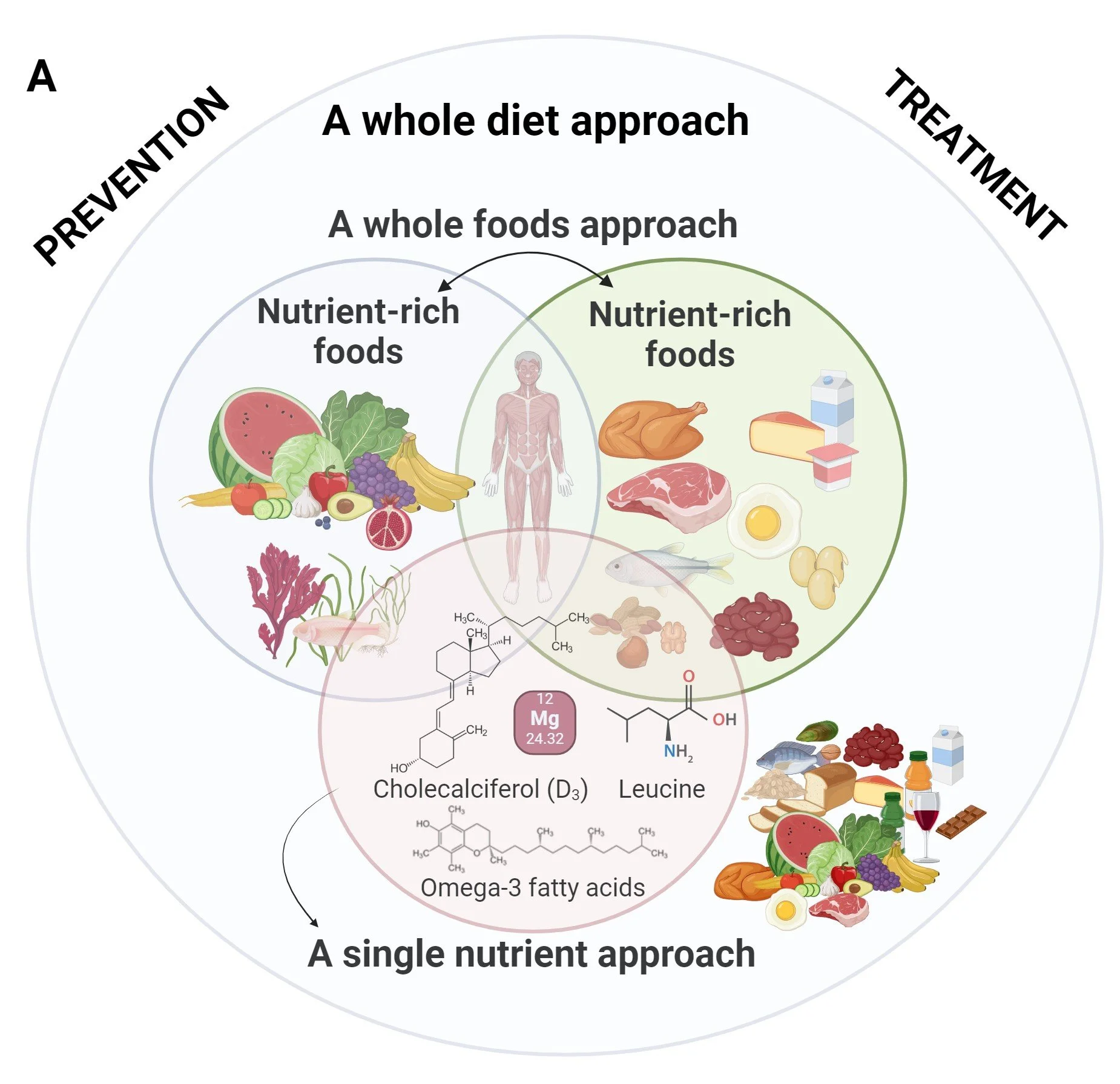 Nutrition in skeletal muscle ageing and sarcopenia.