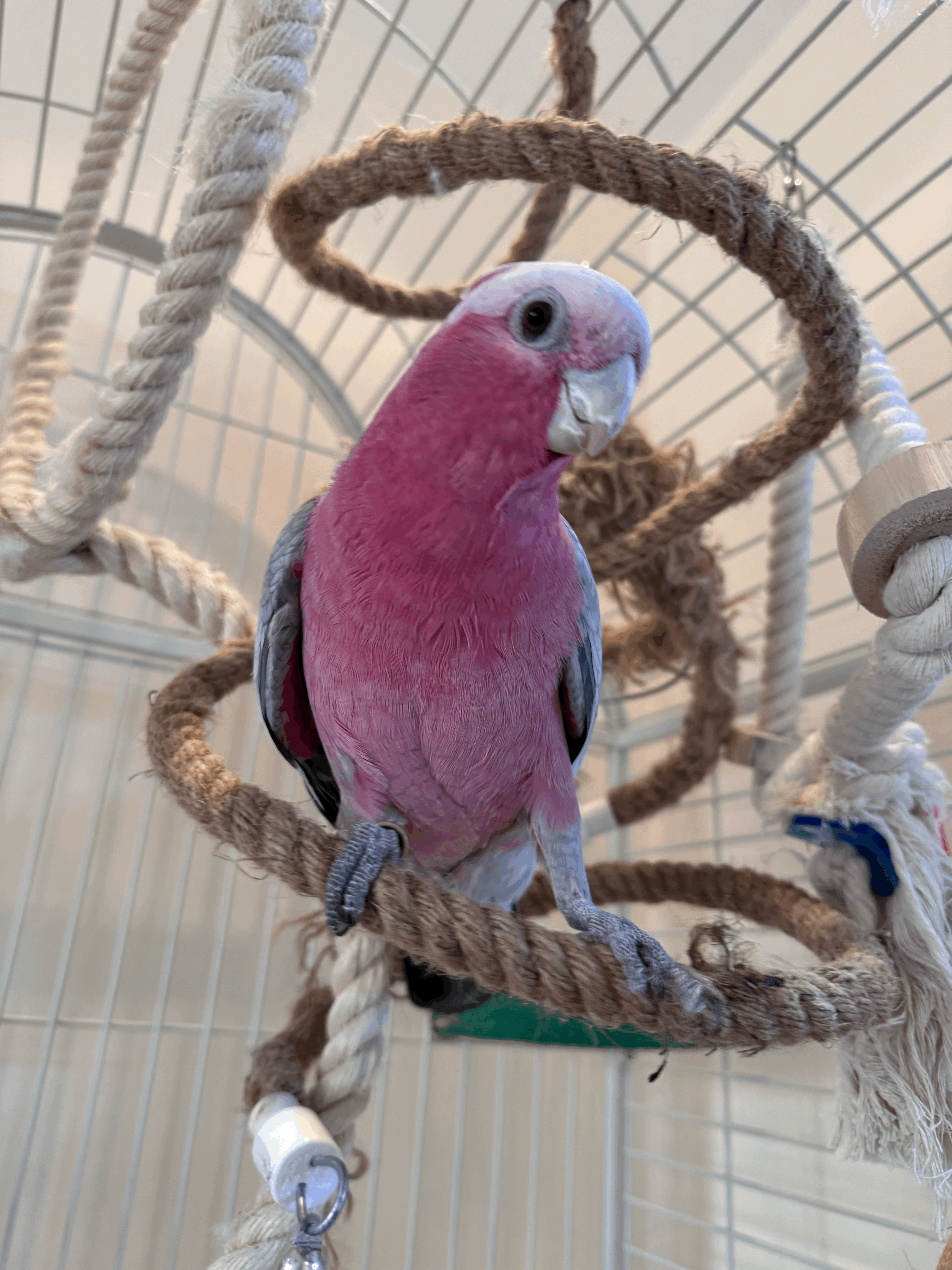 Why Your Parrot Needs Different Perches