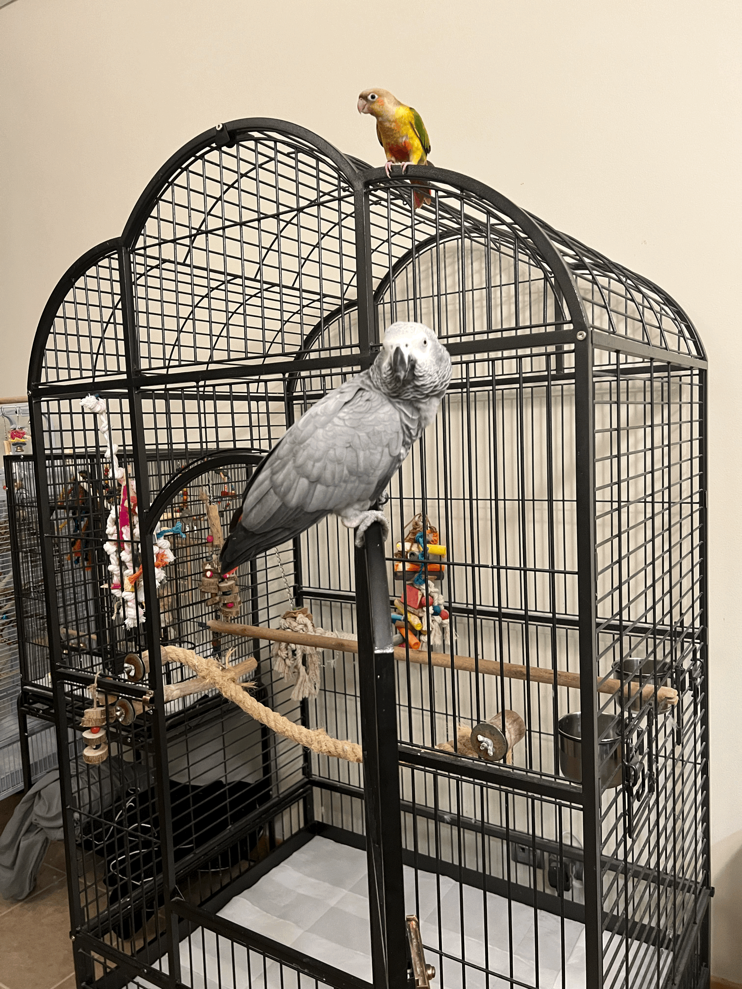 Sleep Cycles And Covering Cages For Sleep