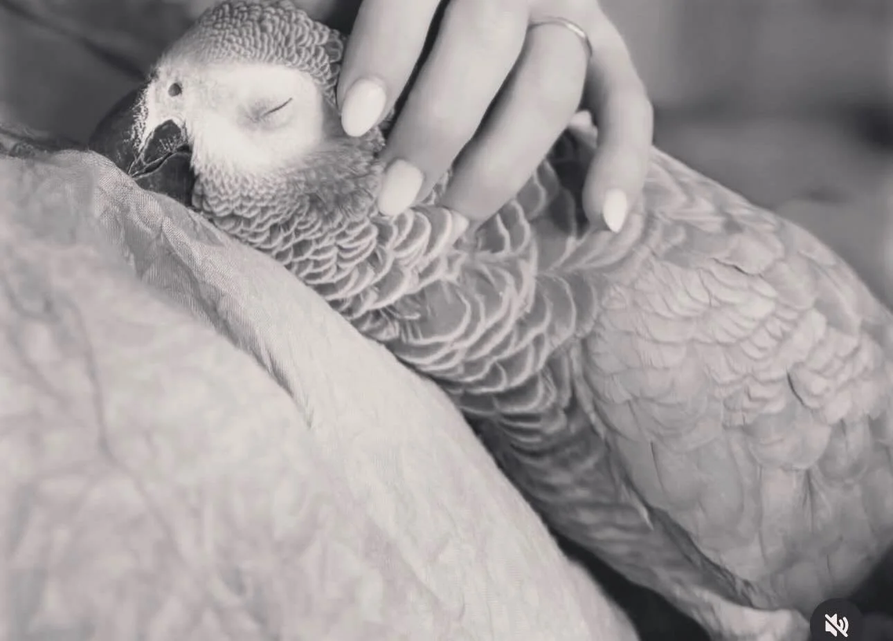 For the last two years we have been trying to get our flock of 6 their import permits into the #uae. These were not given at point of sale. We are needing to export them to the UK after a cancer diagnosis has seen us back in our home country. These b