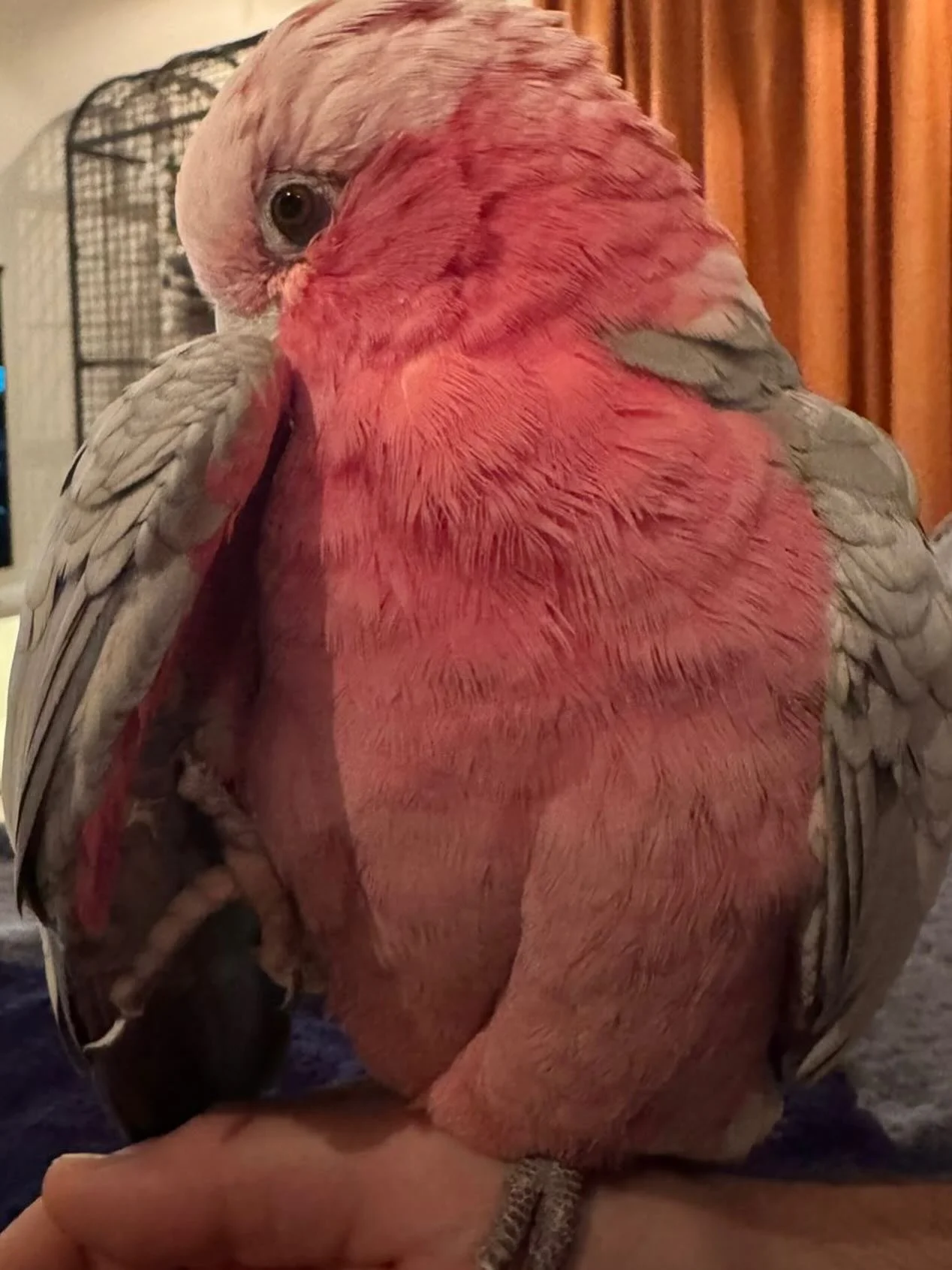 #galah #parrot #bird #hellogoose