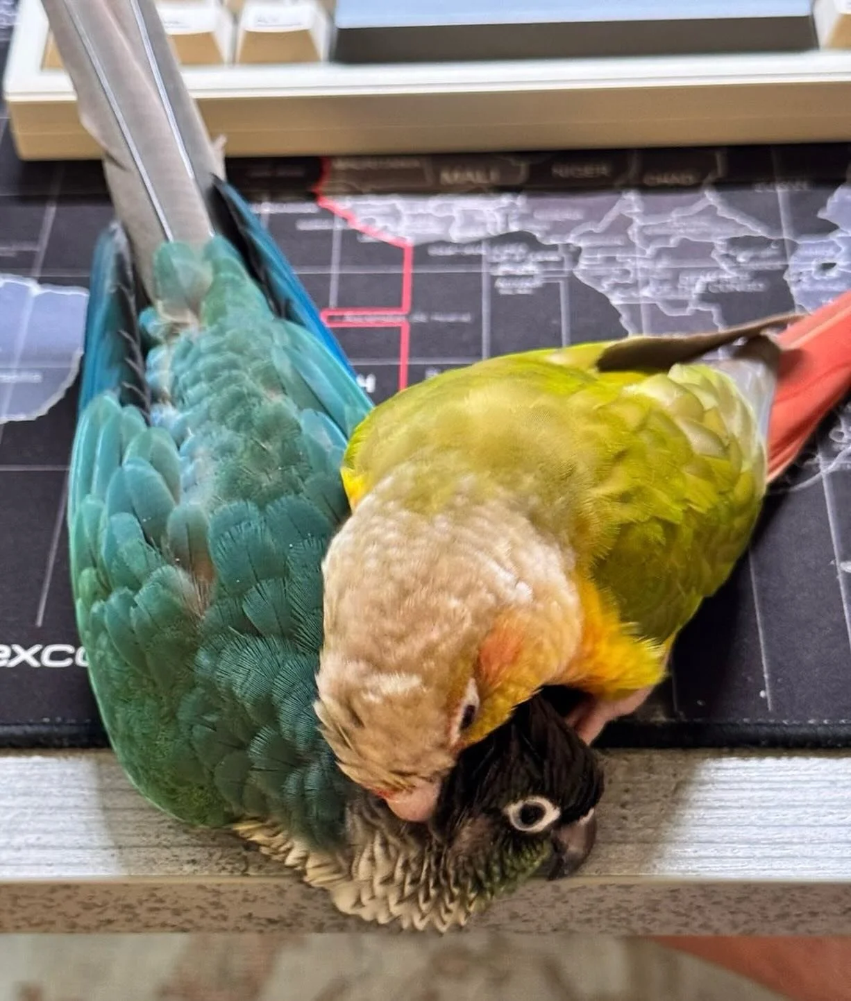 #conure #bird #parrot #avianbehaviour