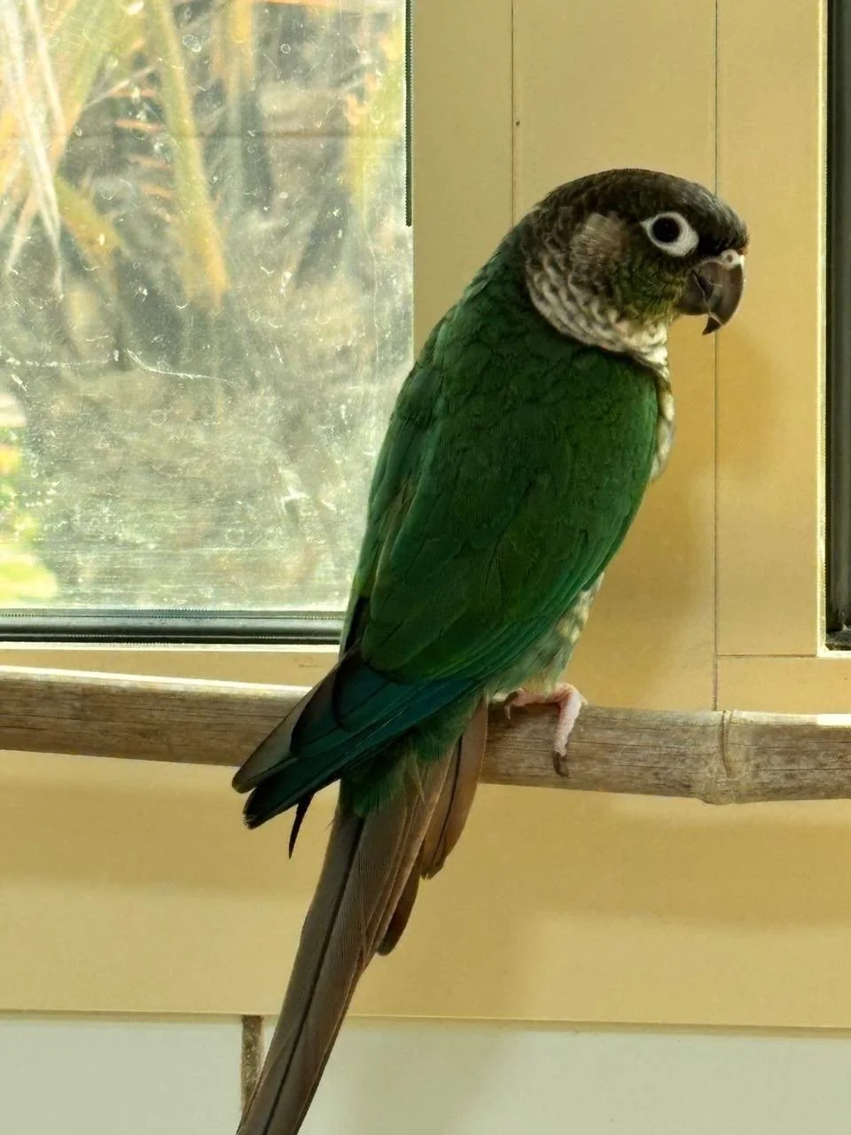 My flock waiting patiently at @abudhabifalconhospital until they can all fly home!