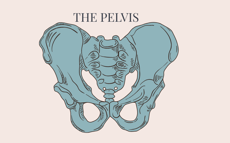 The Pelvis in Pregnancy and Labour: Structure, Function and Adaptation
