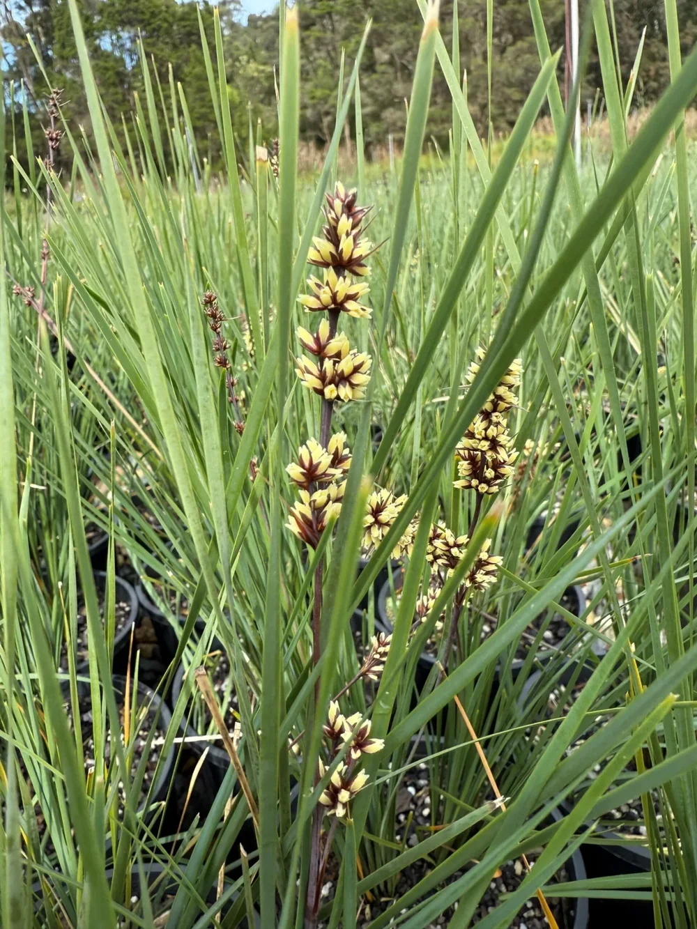 Lomandra-fluviatilis-scaled-c704504d.webp