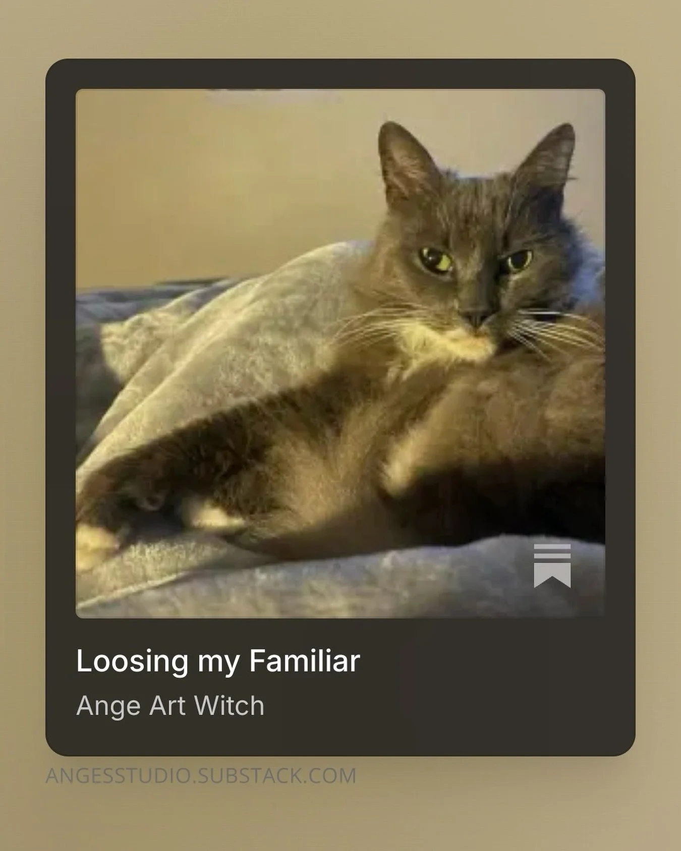 For 14 years Morgana was a quiet presence in my studio and my life.

She curled up beside me while I worked, kept watch through long days of rest when my health faltered, and walked beside me through more chapters of life than I can count.

Yesterday