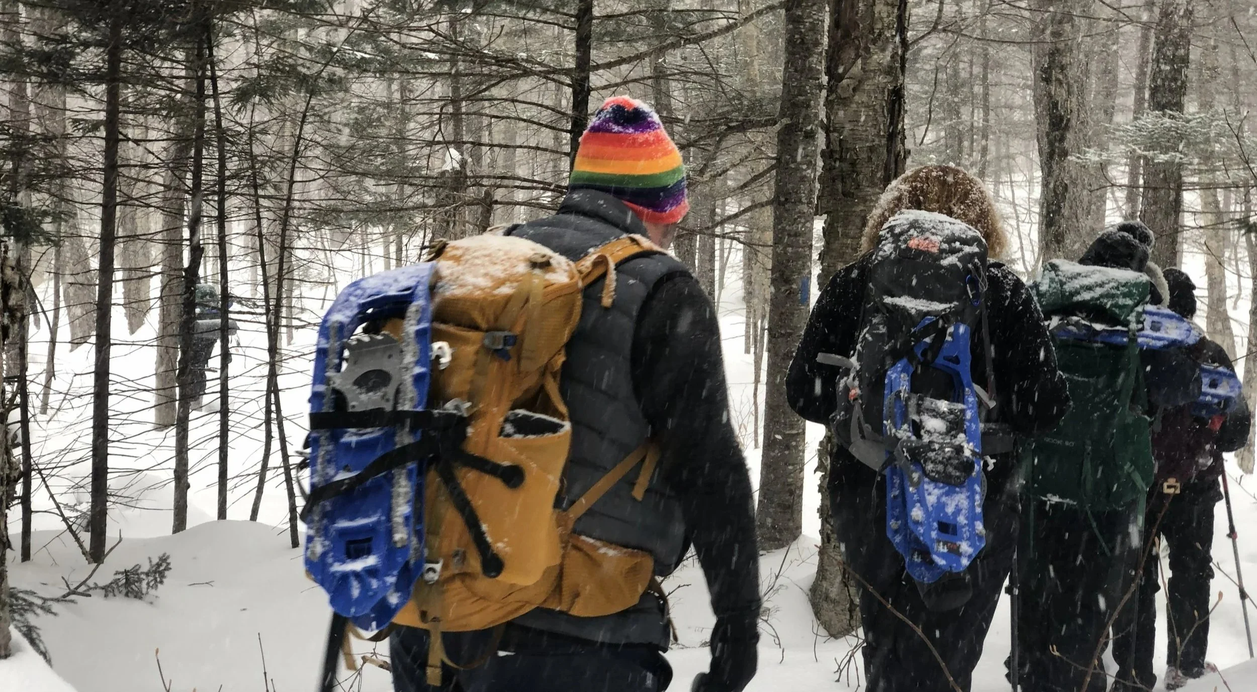 Four people hiking through snowy forest with trees covered in snow, wearing winter gear and backpacks.