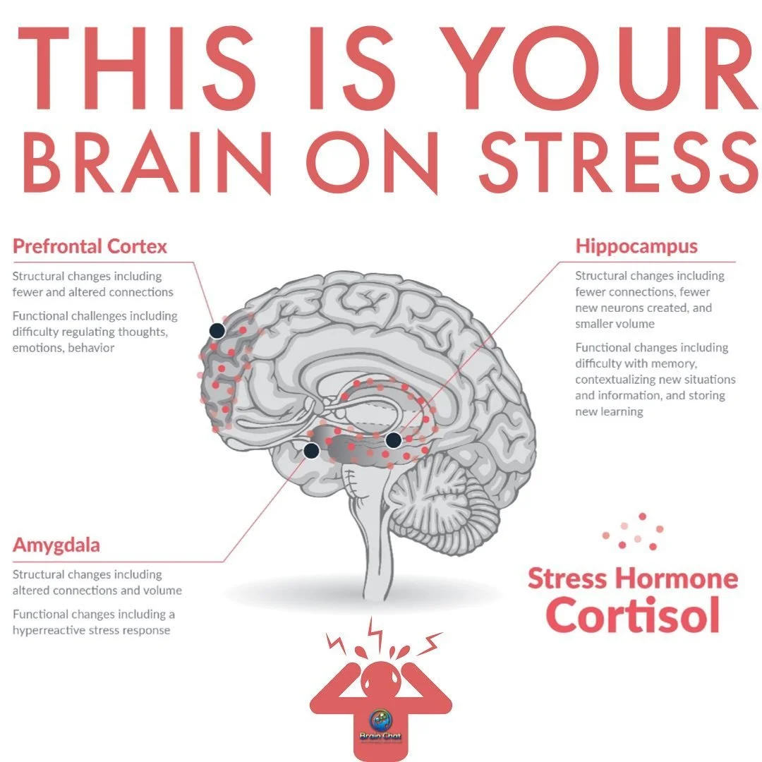 The AI Velocity Trap: Why the Future of High-Performance Leadership is Biological.