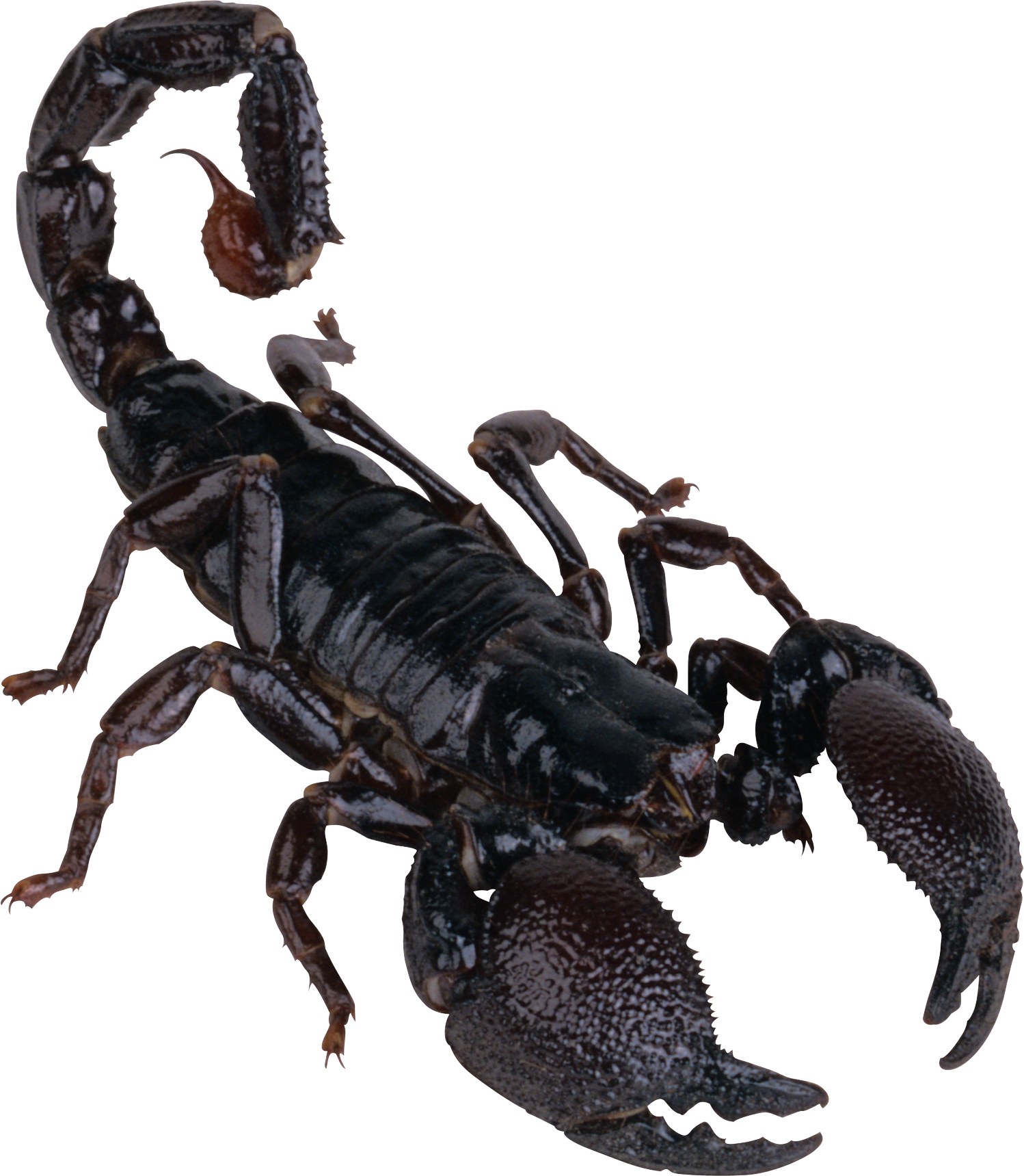 Group of diverse reptiles and animals used in Scaly Safari school visit