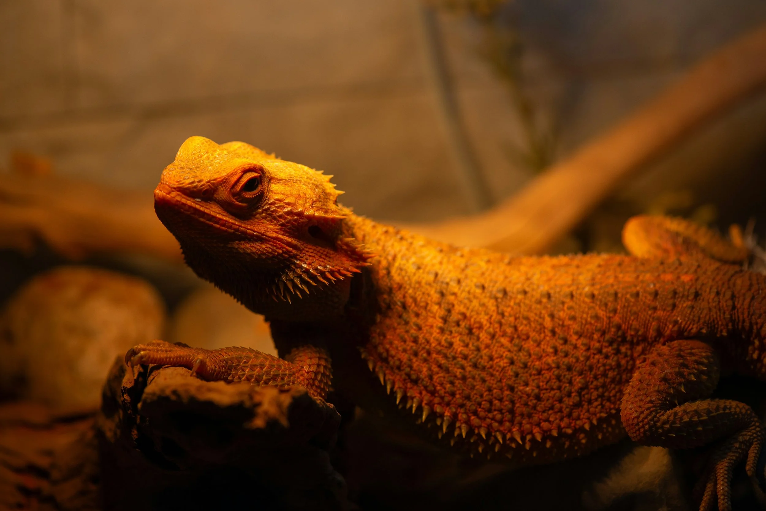 A reptile resting peacefully inside its enclosure, eyes closed, looking calm and relaxed.
