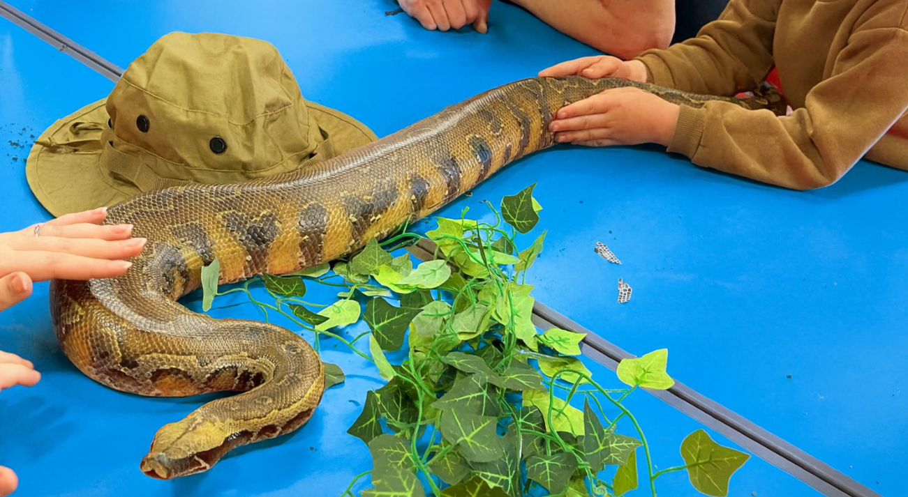 🐍 Are Reptile Workshops Safe for Schools? (Short Answer: YES — When You Book the Right People)