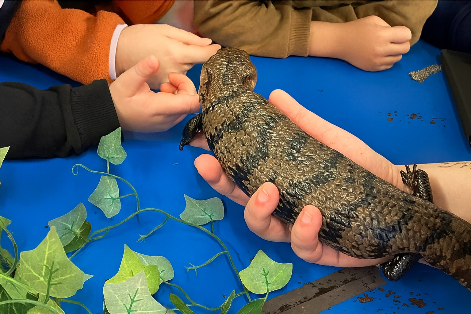 🐍 Reptile Workshops vs Zoo Trips: Which Is Better for Schools?