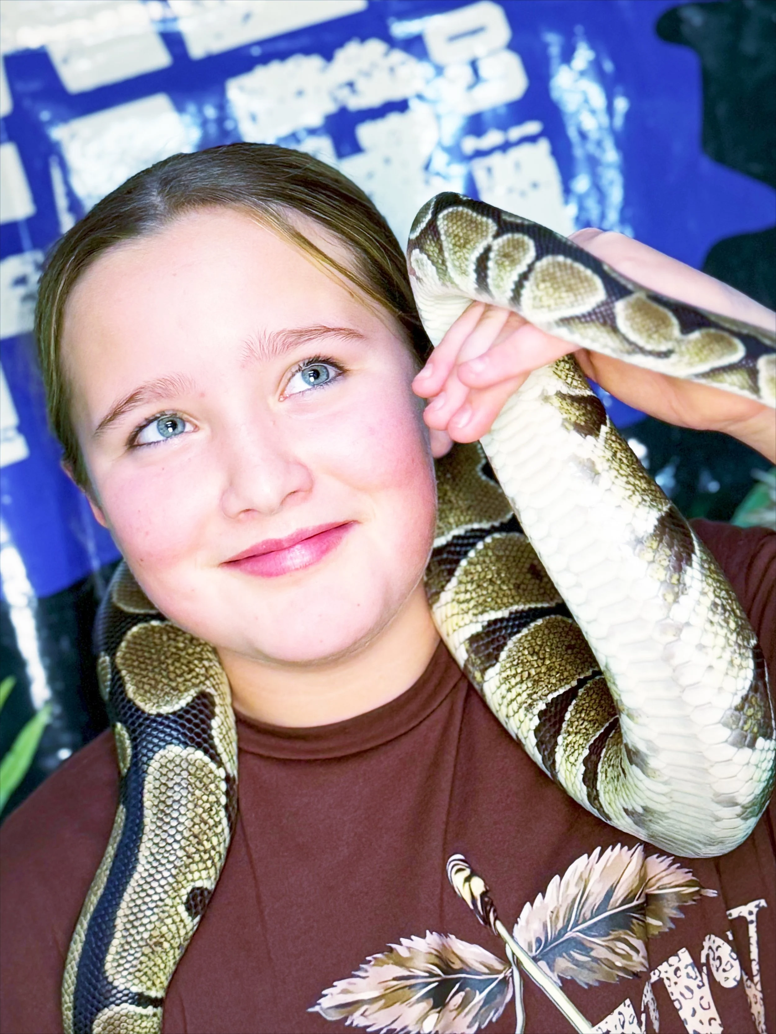 Royal python calmly wrapped around a child’s hands, a docile snake often suitable for families with children