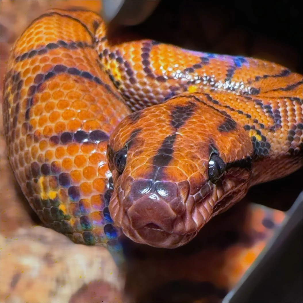 Reptile courier handler transporting a snake in the UK