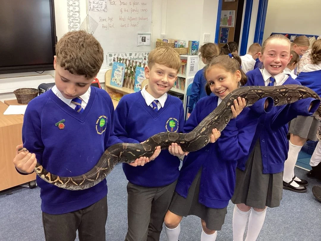 Primary school children in blue school uniforms smiling and carefully holding a large snake during a Scaly Safari reptile workshop in a classroom, showing calm, supervised interaction with live animals as part of an educational session.