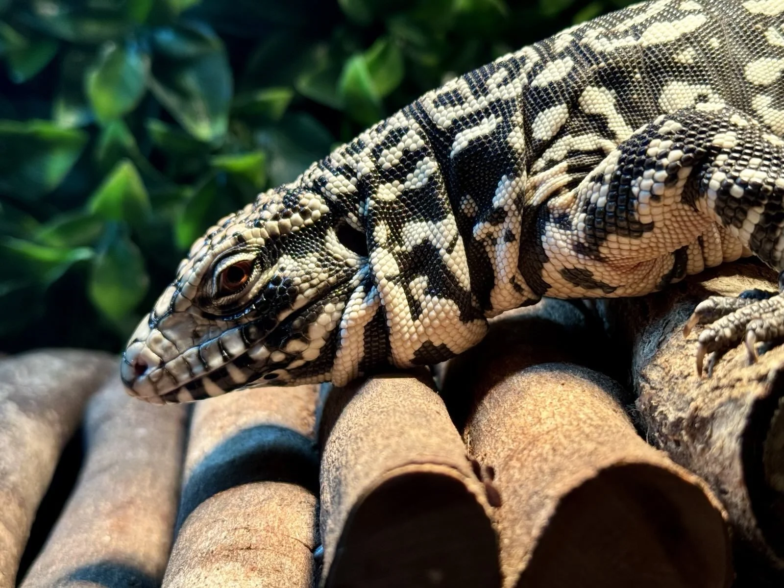 Tegu resting in an enclosure, a powerful lizard species requiring experienced adult care rather than a child-friendly pet