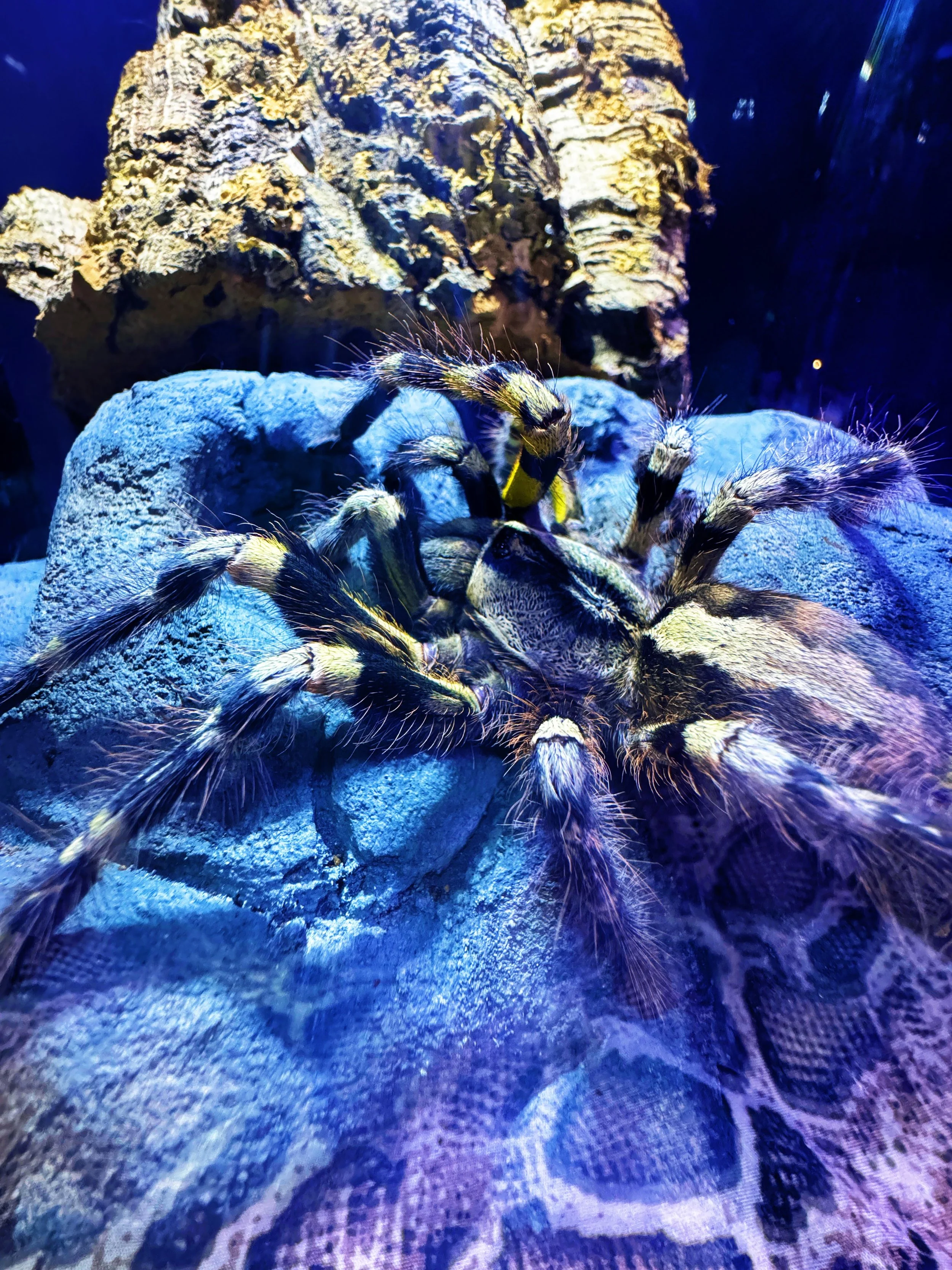 Reptile courier handler transporting a tarantula in the UK