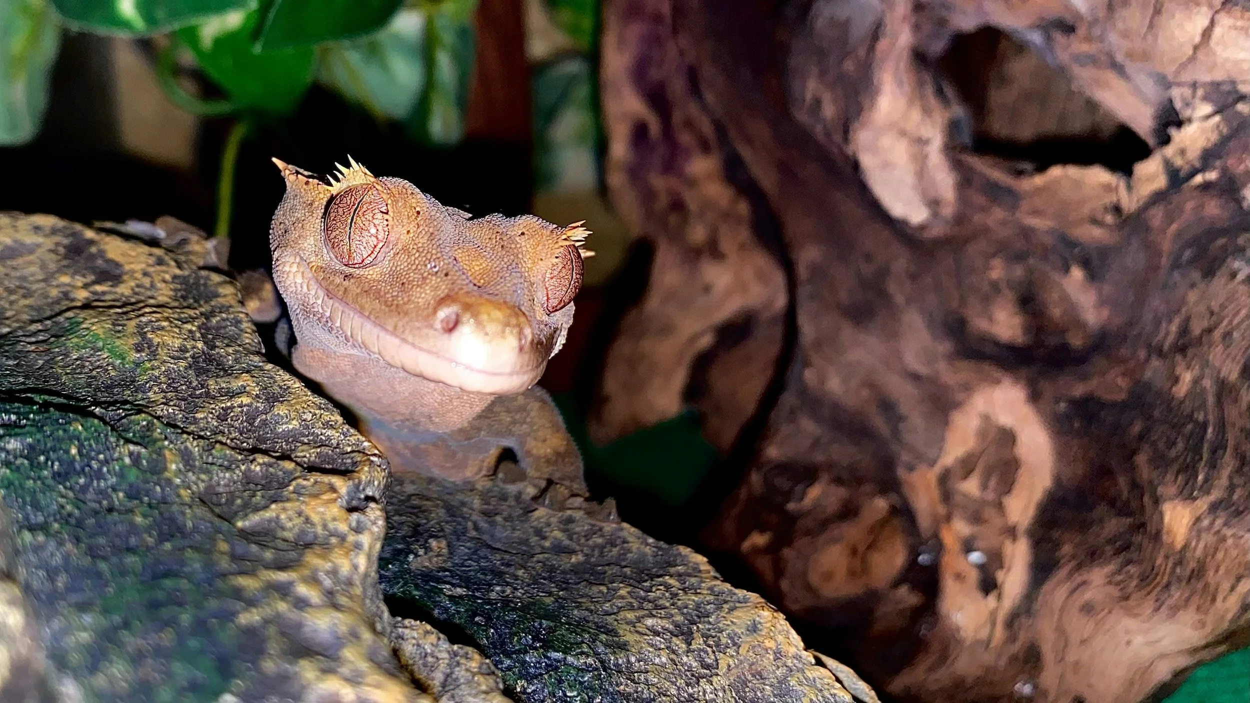 A reptile tucked inside a hide, displaying normal hiding behaviour.