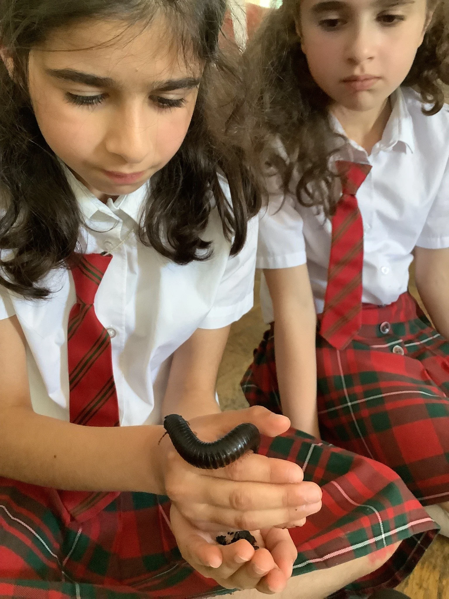 Wales national curriculum science workshop options – Scaly Safari