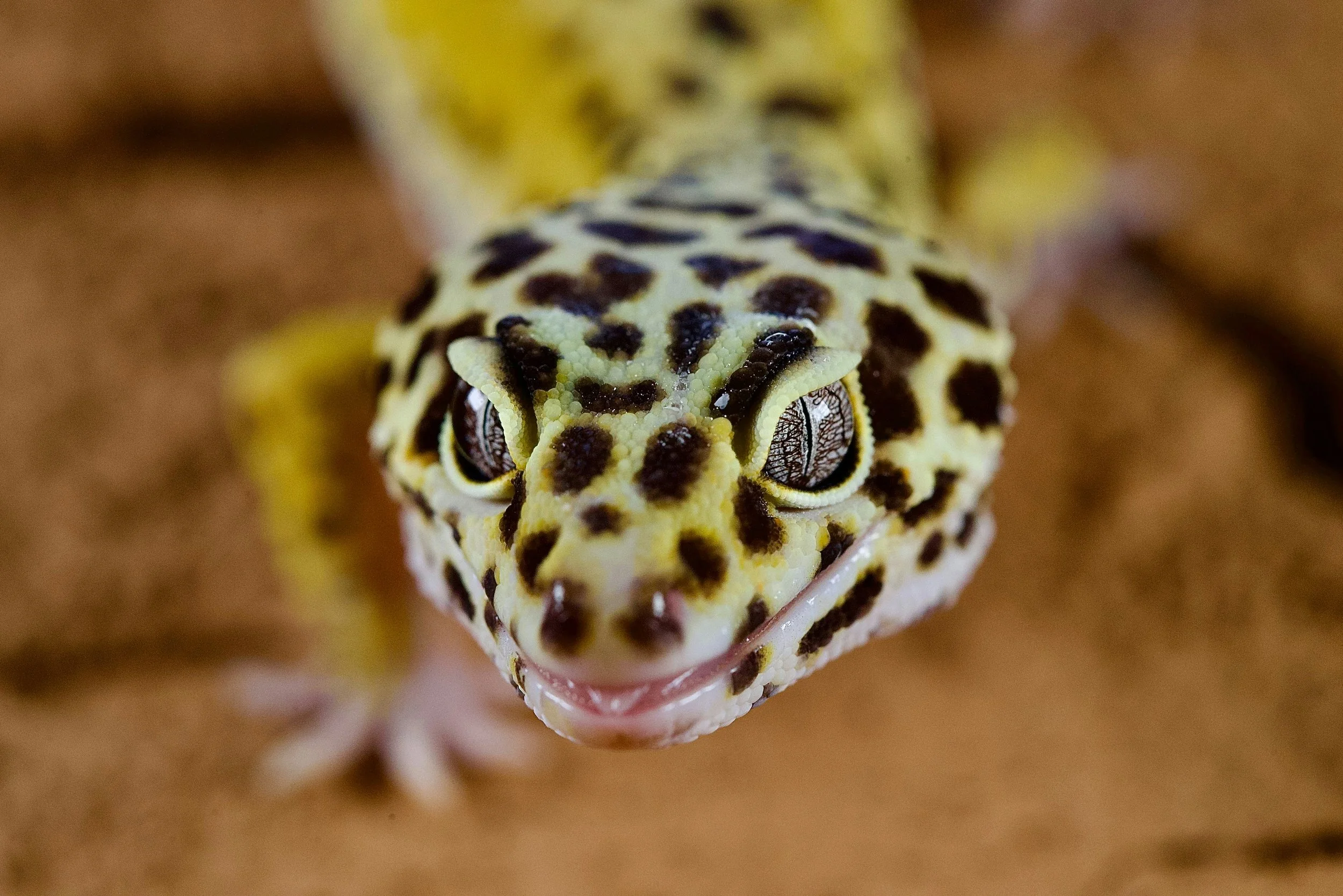 Is a Leopard Gecko a Good Pet for a Child? 🦎