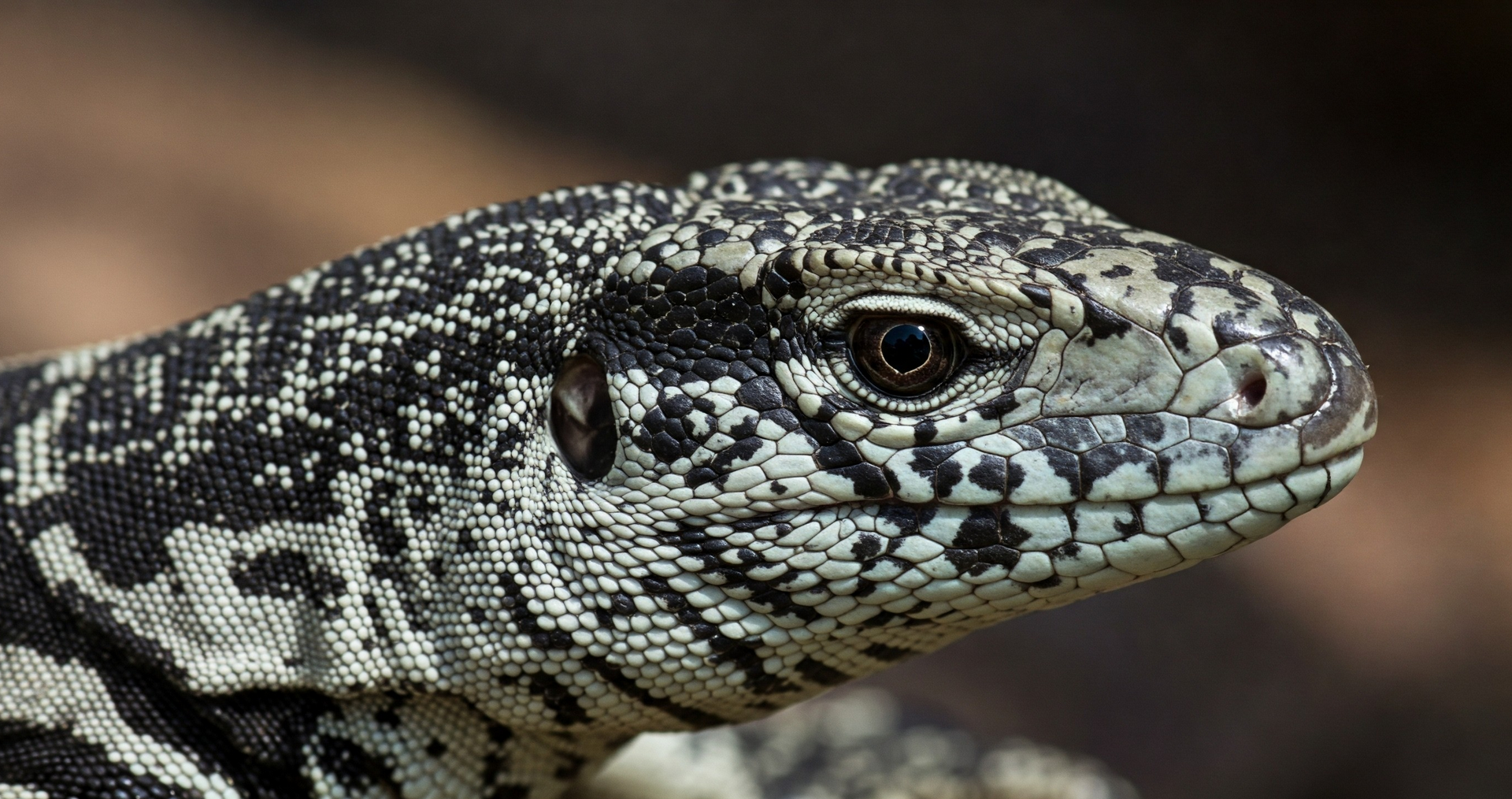 Argentinian Black and White Tegu