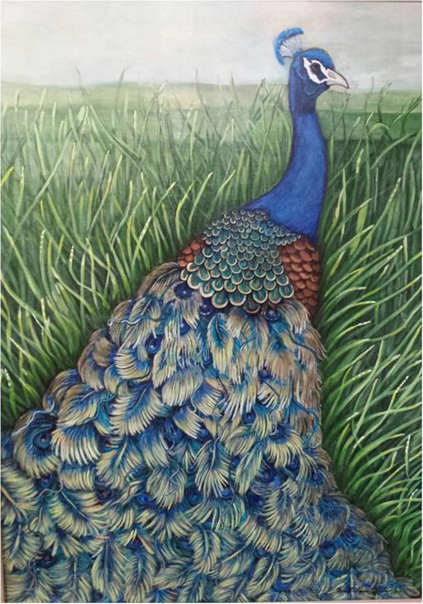 Peacock in Field mvpeterlin v.2.jpg