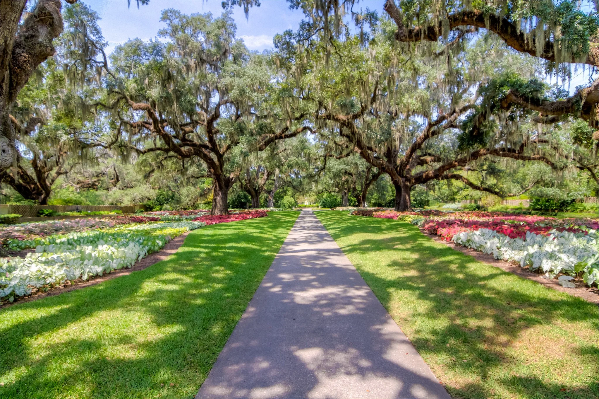 A sunny park with a paved walkway flanked by green grass and vibrant flower beds on either side. Large, sprawling oak trees with hanging Spanish moss stretch over the path, creating a shaded canopy at Brookgreen Gardens in Myrtle Beach, SC