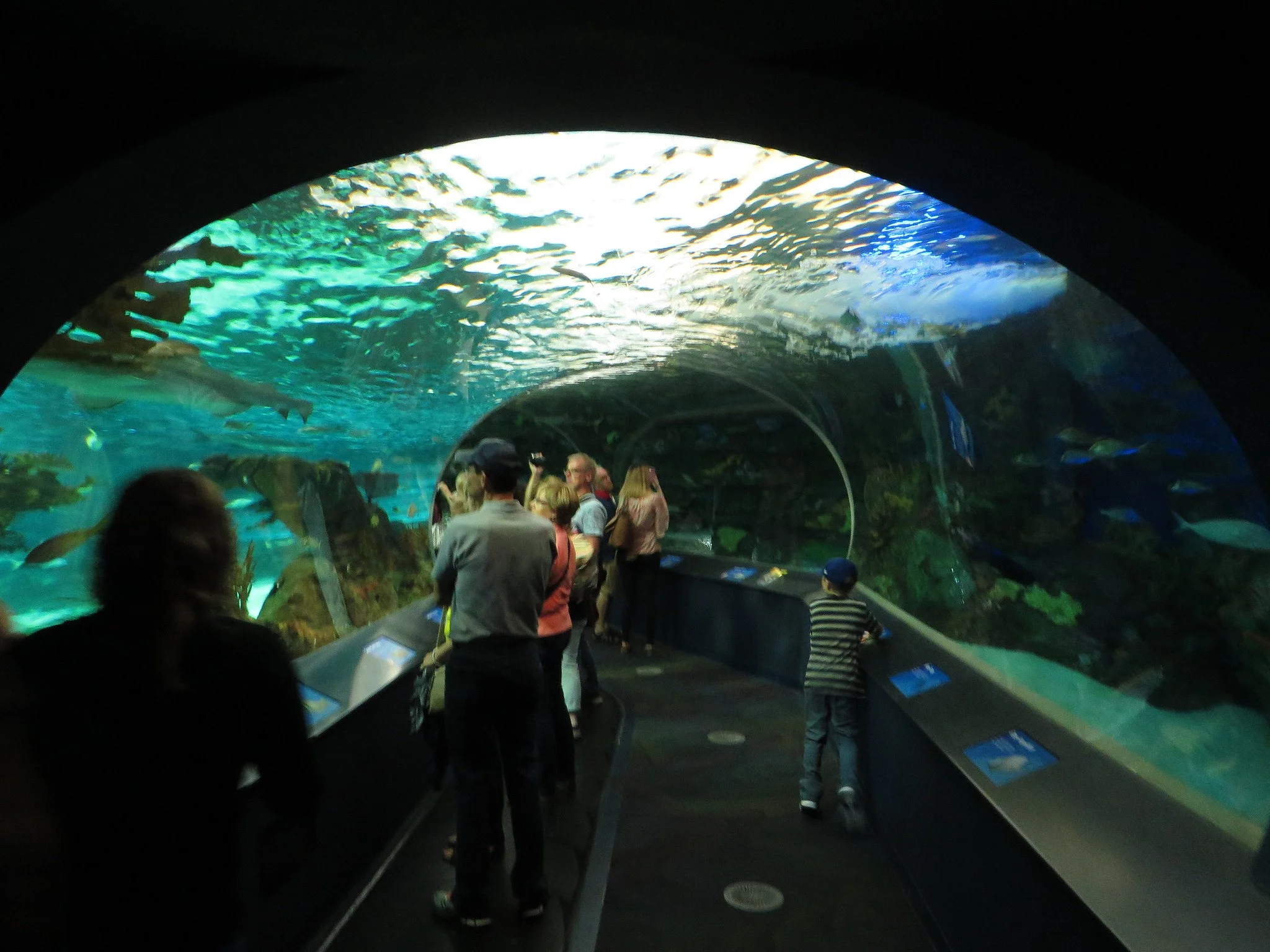 People observing fish inside a large aquarium tunnel at Ripley's Aquarium at Broadway at the Beach near Myrtle Beach, SC