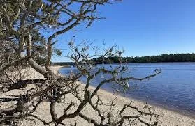 A barren tree by a lakeshore under a clear blue sky at Historic Vereen Gardens in Little River, SC, near Myrtle Beach, SC