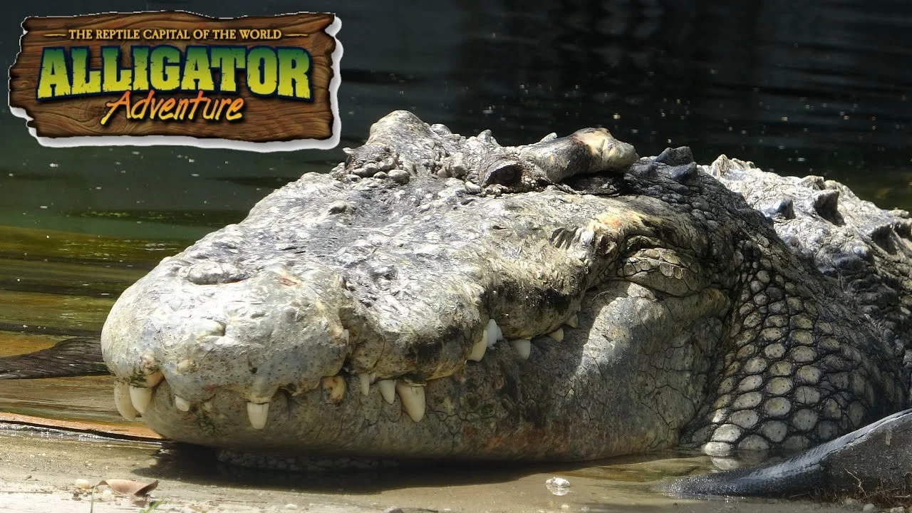 Close-up of a crocodile's head resting on a sandy surface near water, with an 'Alligator Adventure' logo in the top left corner for the location at Barefoot Landing near Myrtle Beach, SC