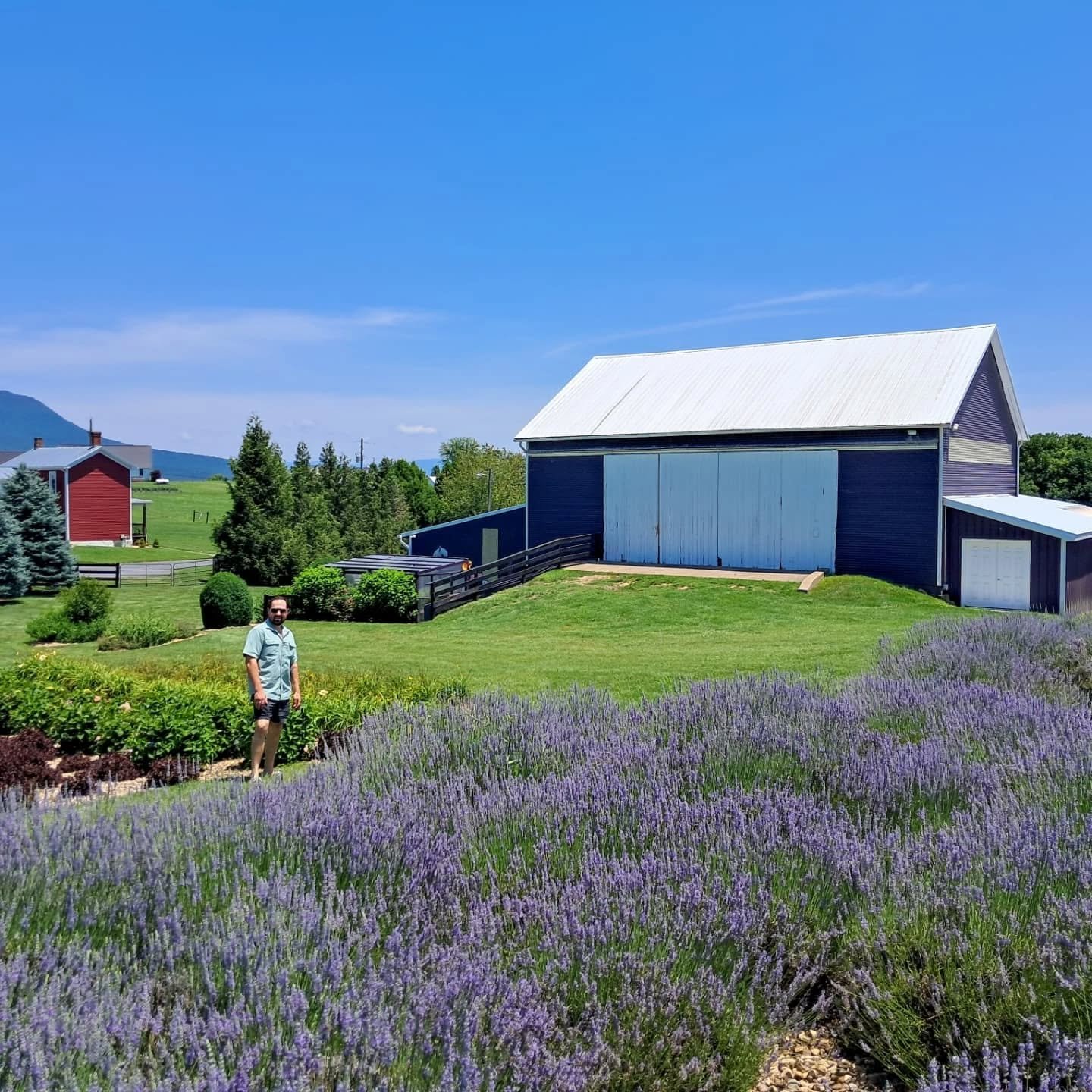 Beautiful day on the lavender farm. 💜