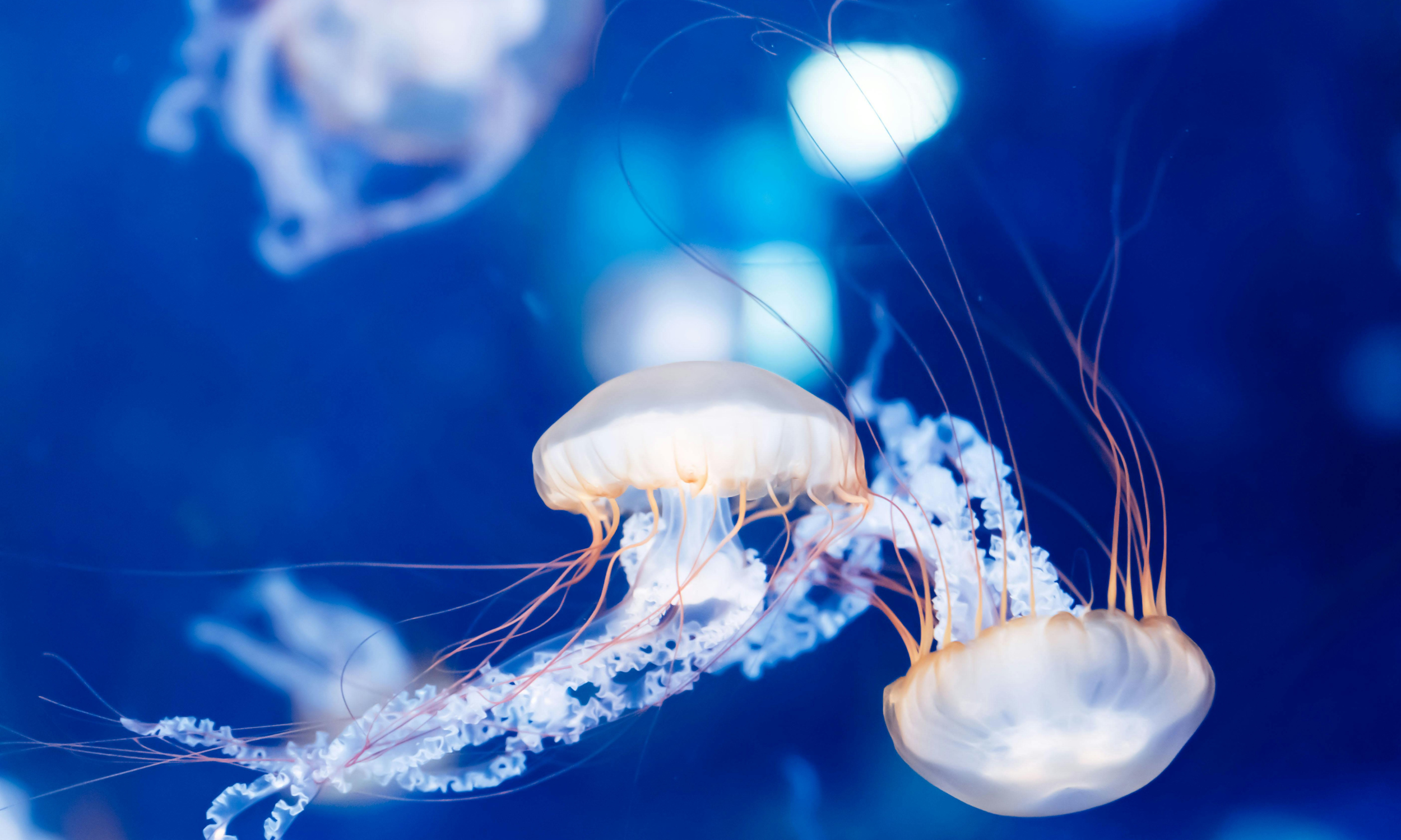 The Jellyfish Effect: Why Cyber Intelligence Matters Against Emerging Threats
