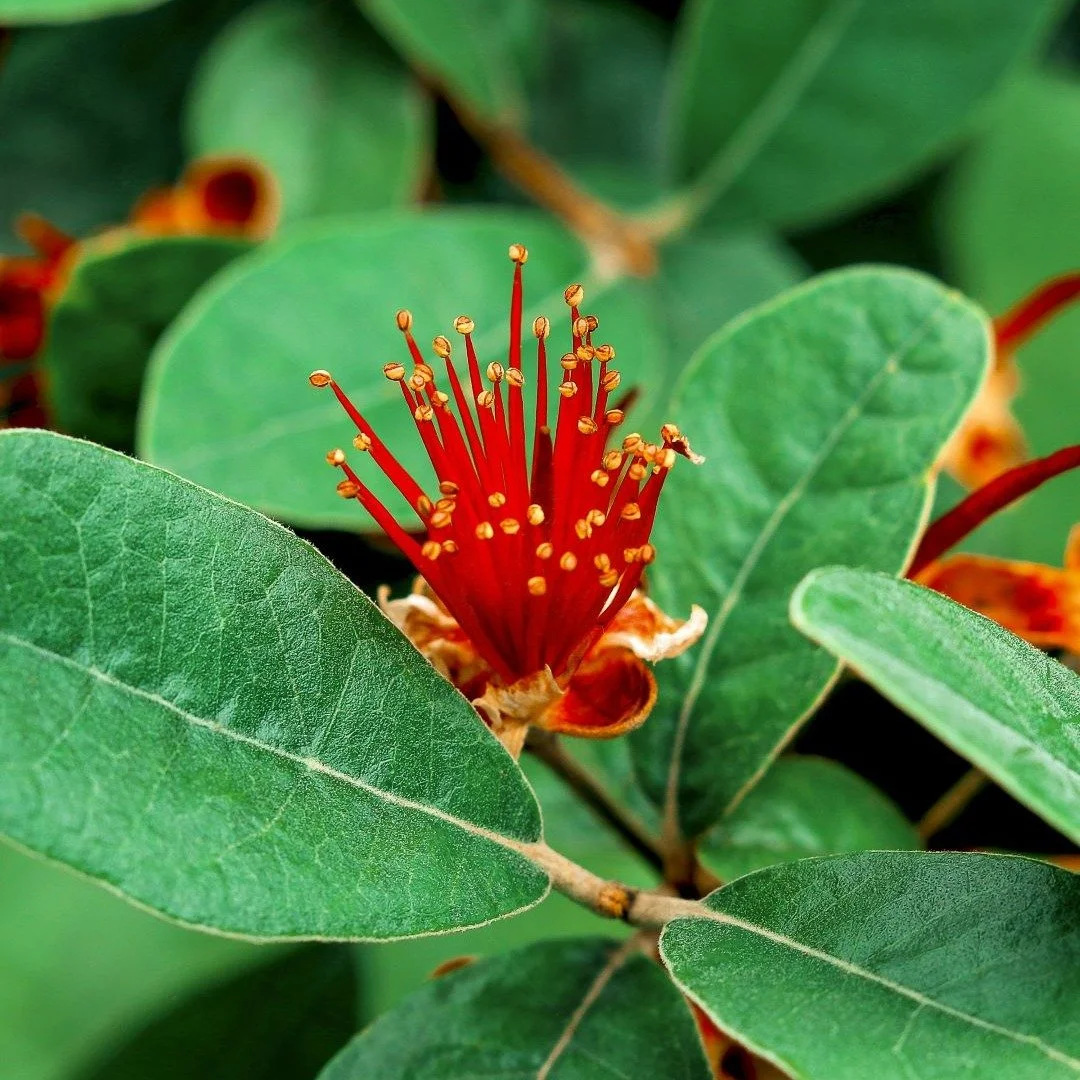 ✨ Celebrating the beauty of nature up close ✨

Sometimes the most extraordinary details are hidden in plain sight. 🌸🍃 From the delicate curves of a purple bloom to the fiery glow of golden petals, each moment in nature is a reminder to slow down an
