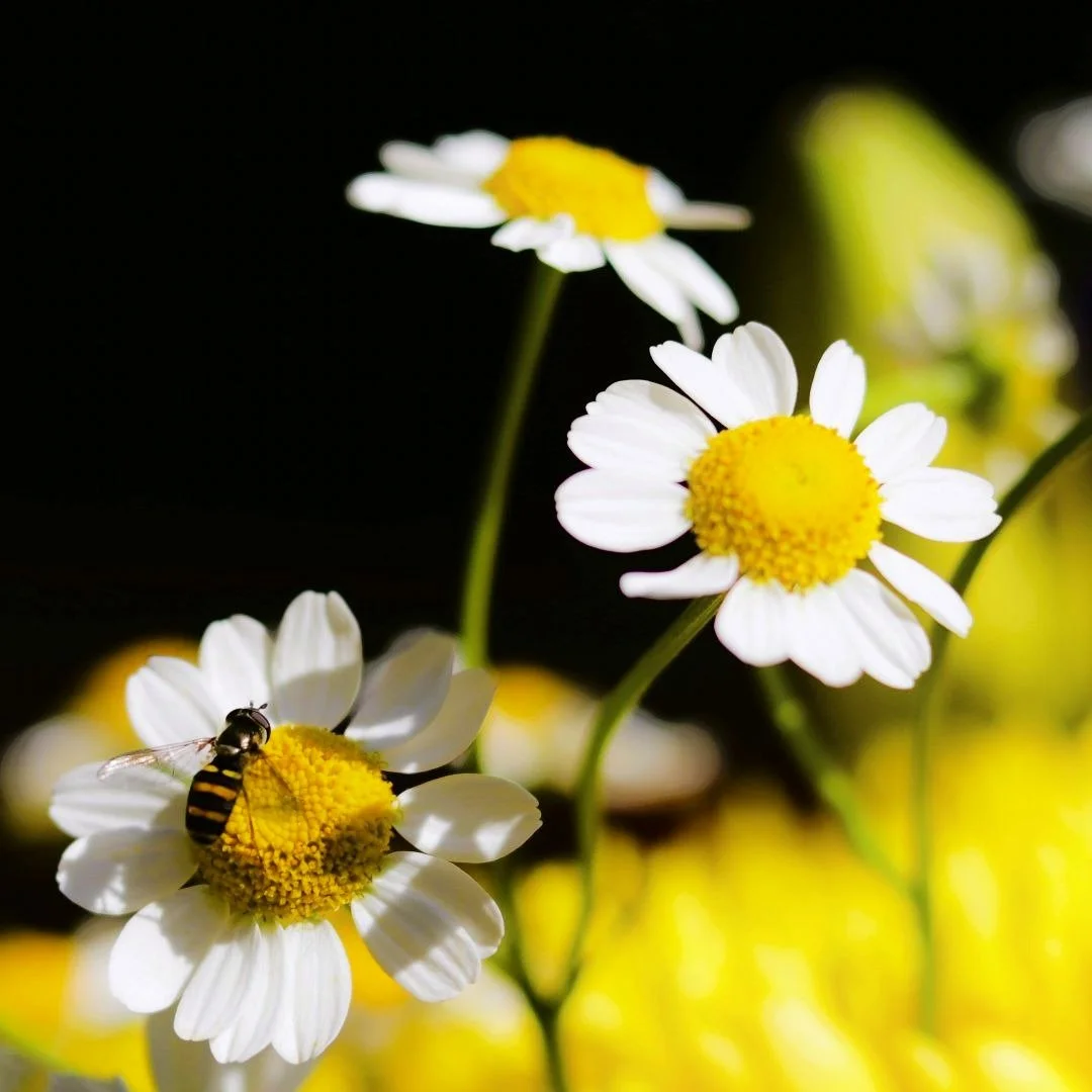 Rare warm days in autumn always feel like a gift &mdash; a pause between seasons. ☀️🍂 The bees still linger, the light still glows, and the air holds a hint of summer&rsquo;s memory.

#AutumnLight #FloralPhotography #NatureMoments #MindfulSeeing #Ca