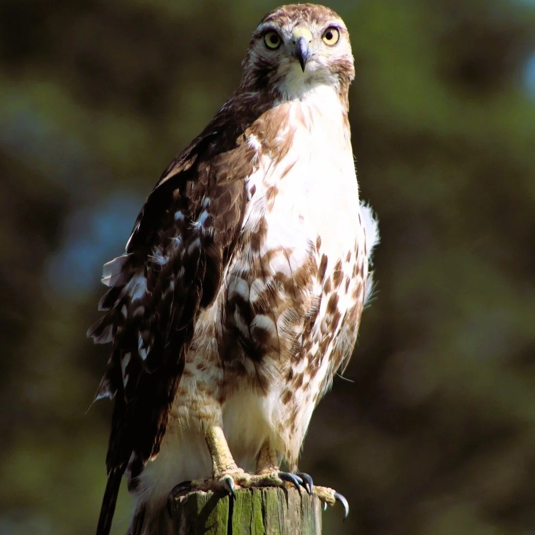 I was out on a mini adventure and ran across this incredible hawk perched perfectly like it had been waiting for me the whole time.

#NaturePhotography #BirdOfPrey #Hawk #WildlifePhotography #AdventureAwaits #ExploreMore #NatureLovers #Photography #W
