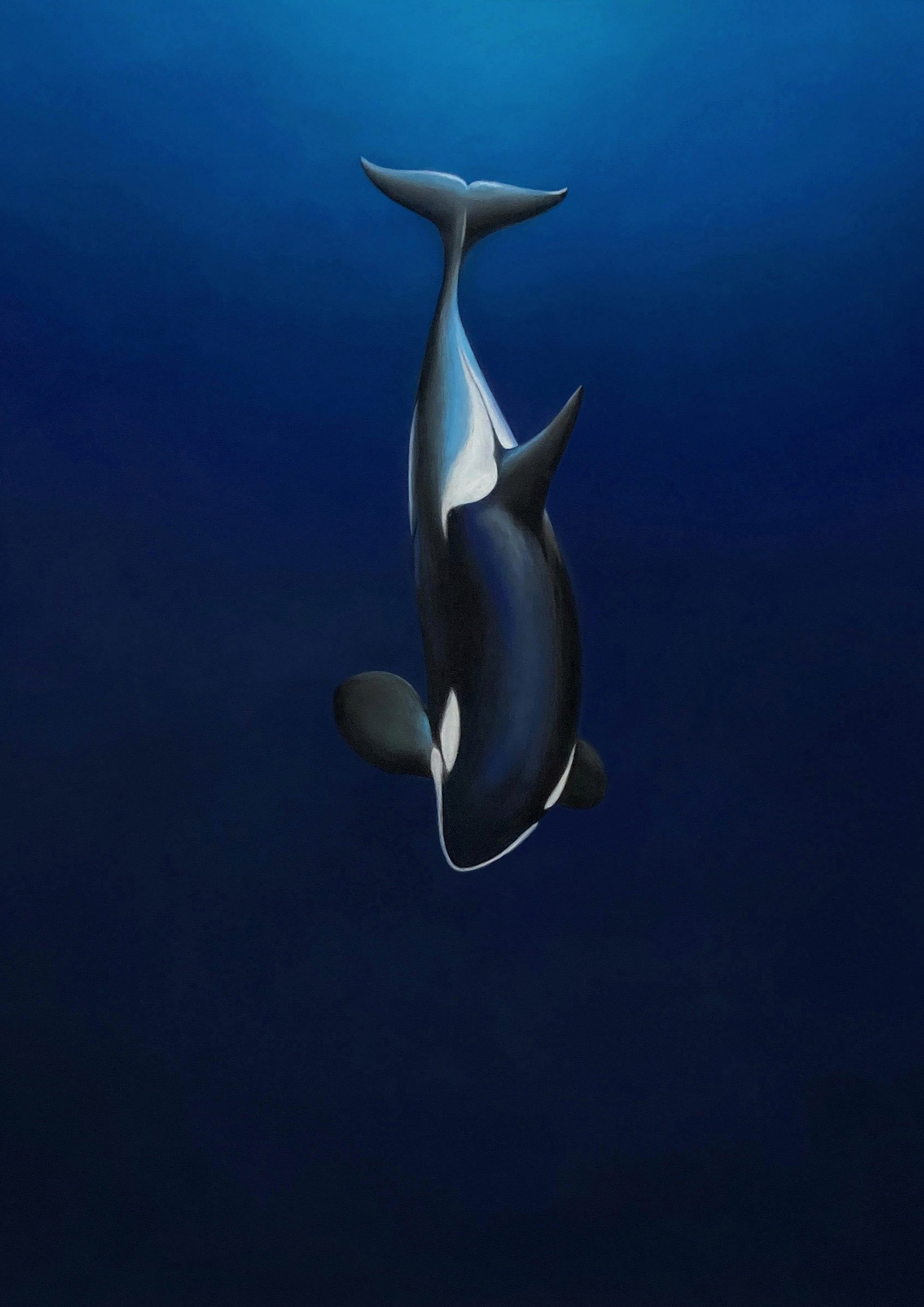 Orca 2.jpg