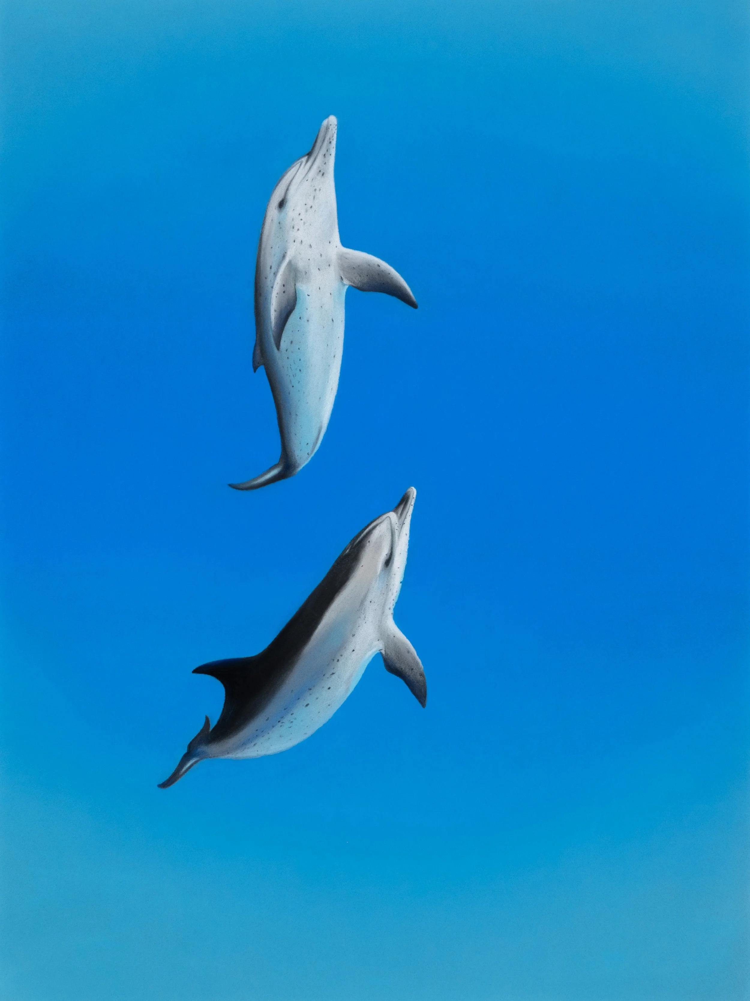 5 Spinner dolphins.jpg