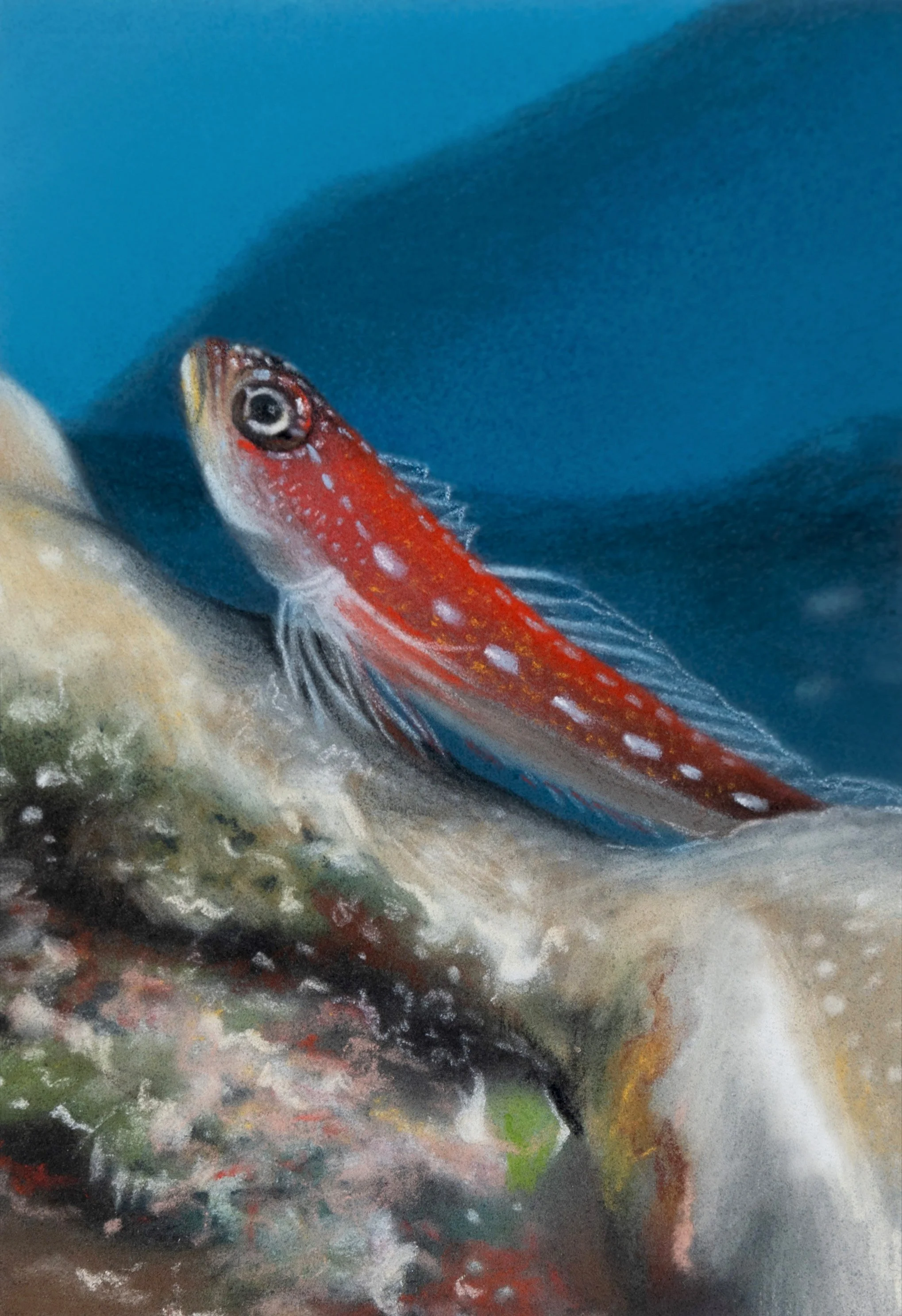 6 Maldivian triplefin.jpg