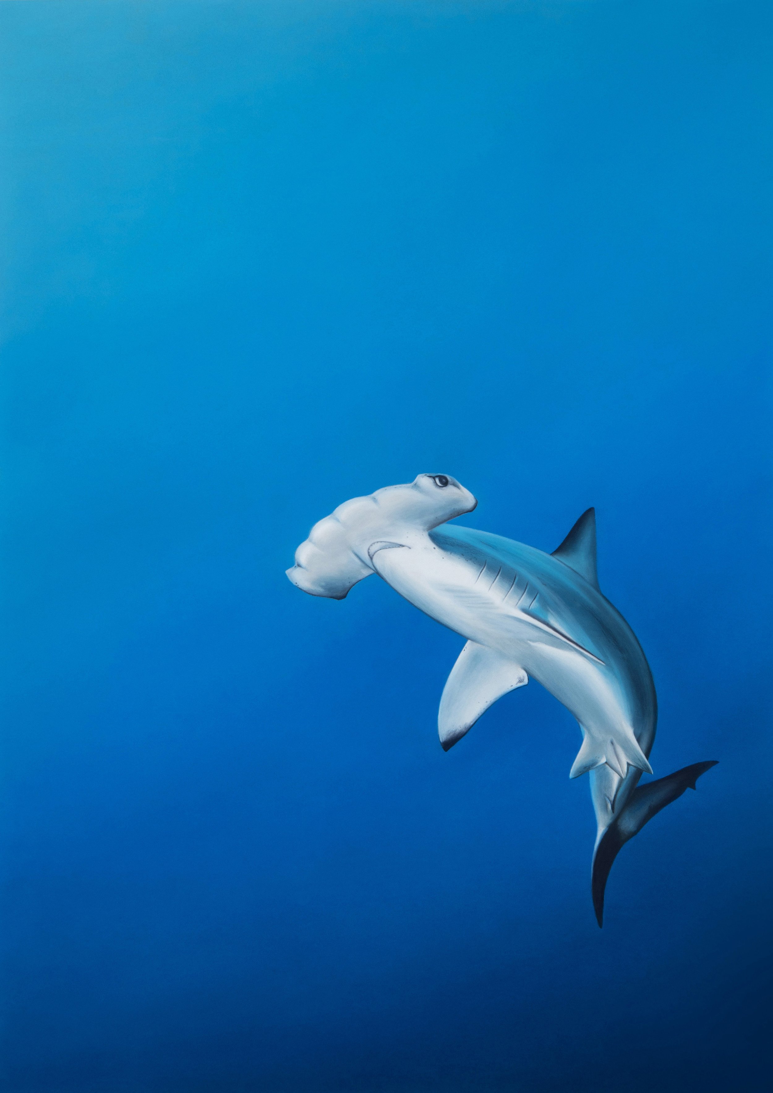 2. Hammerhead shark_1.jpg