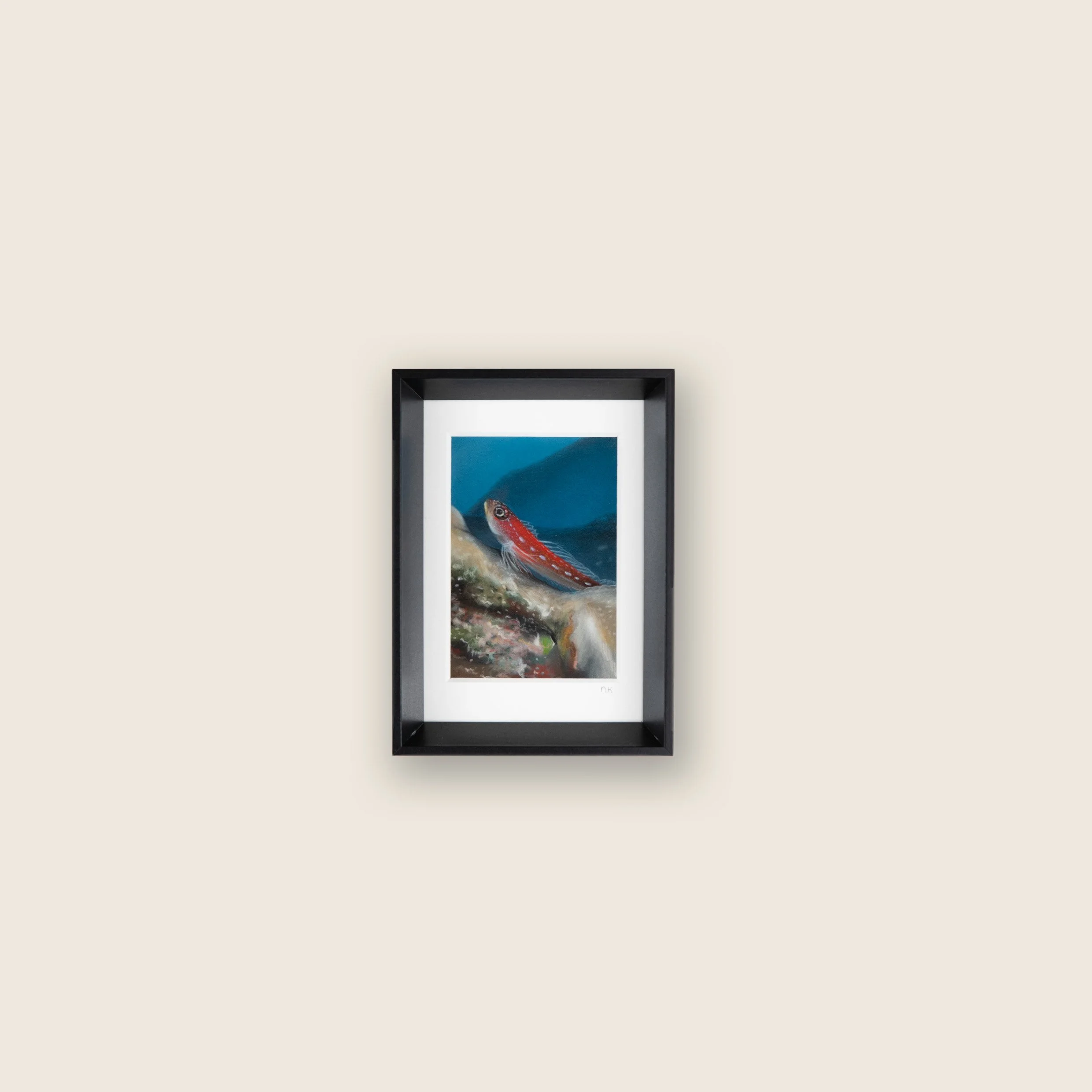 Maldivian  triplefin