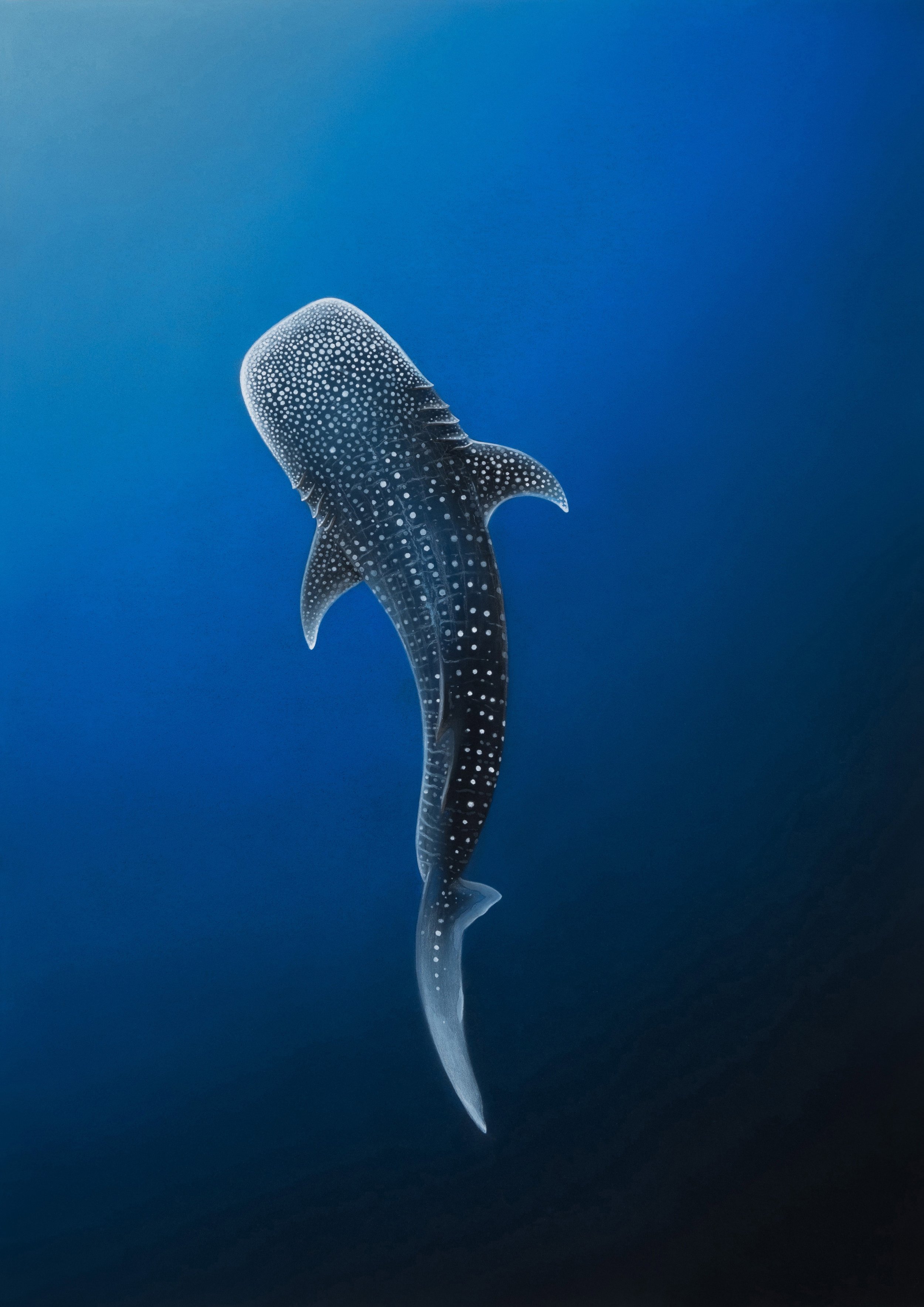 Whale shark____1.jpg