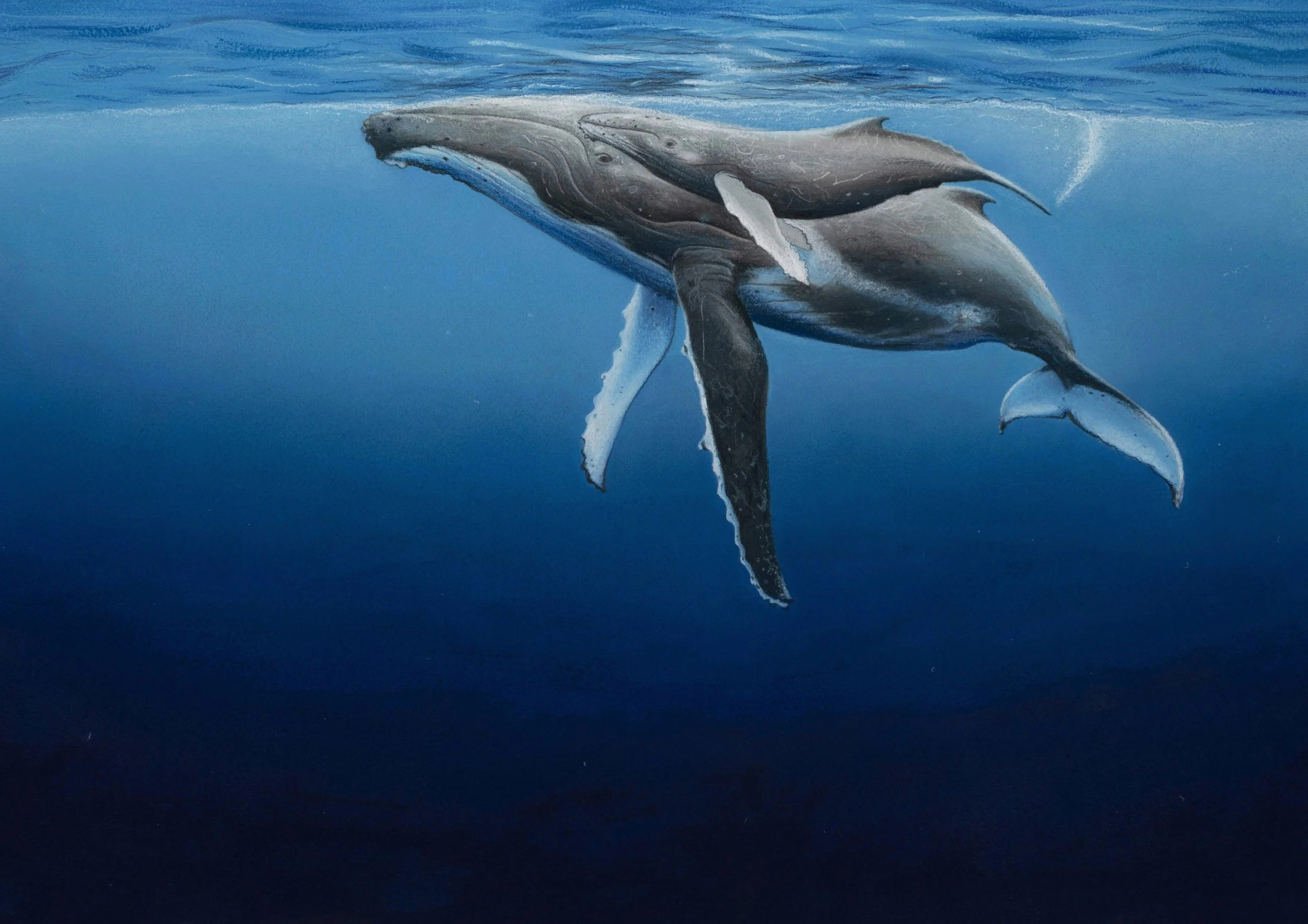 4.1Humpback whales.jpg