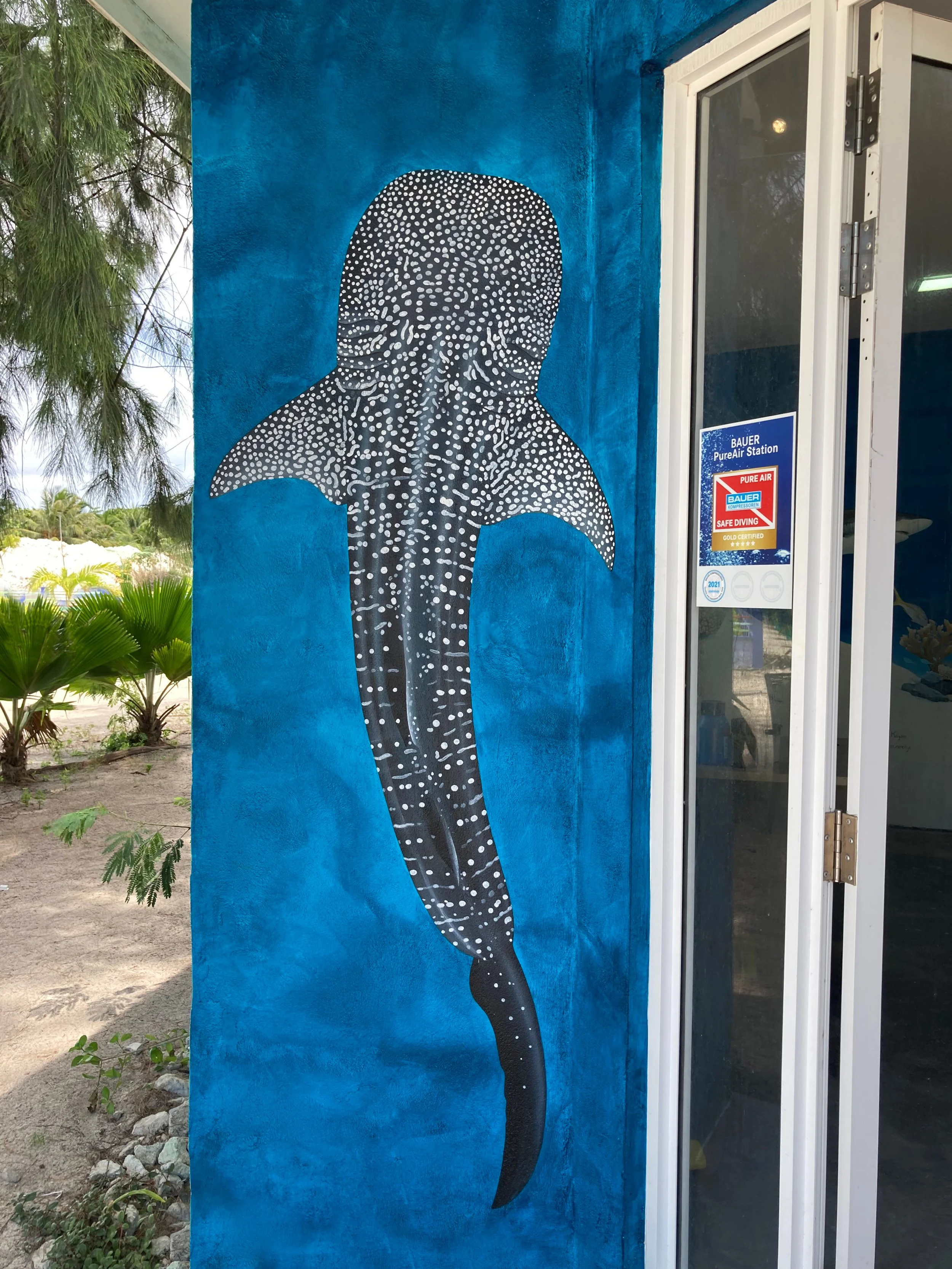 crop haai2 deze goed.jpg