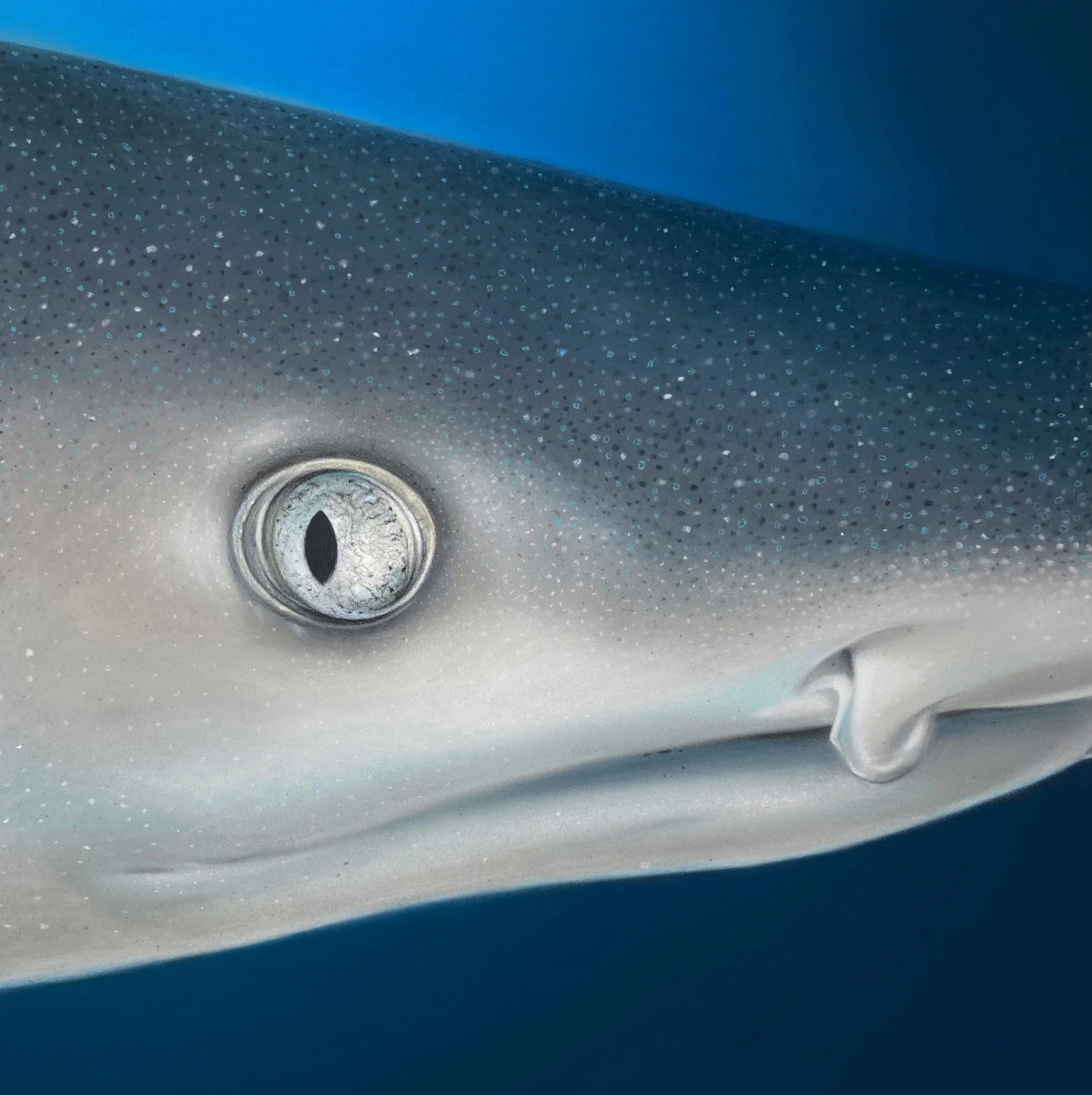 7 Blacktip reefshark.jpg