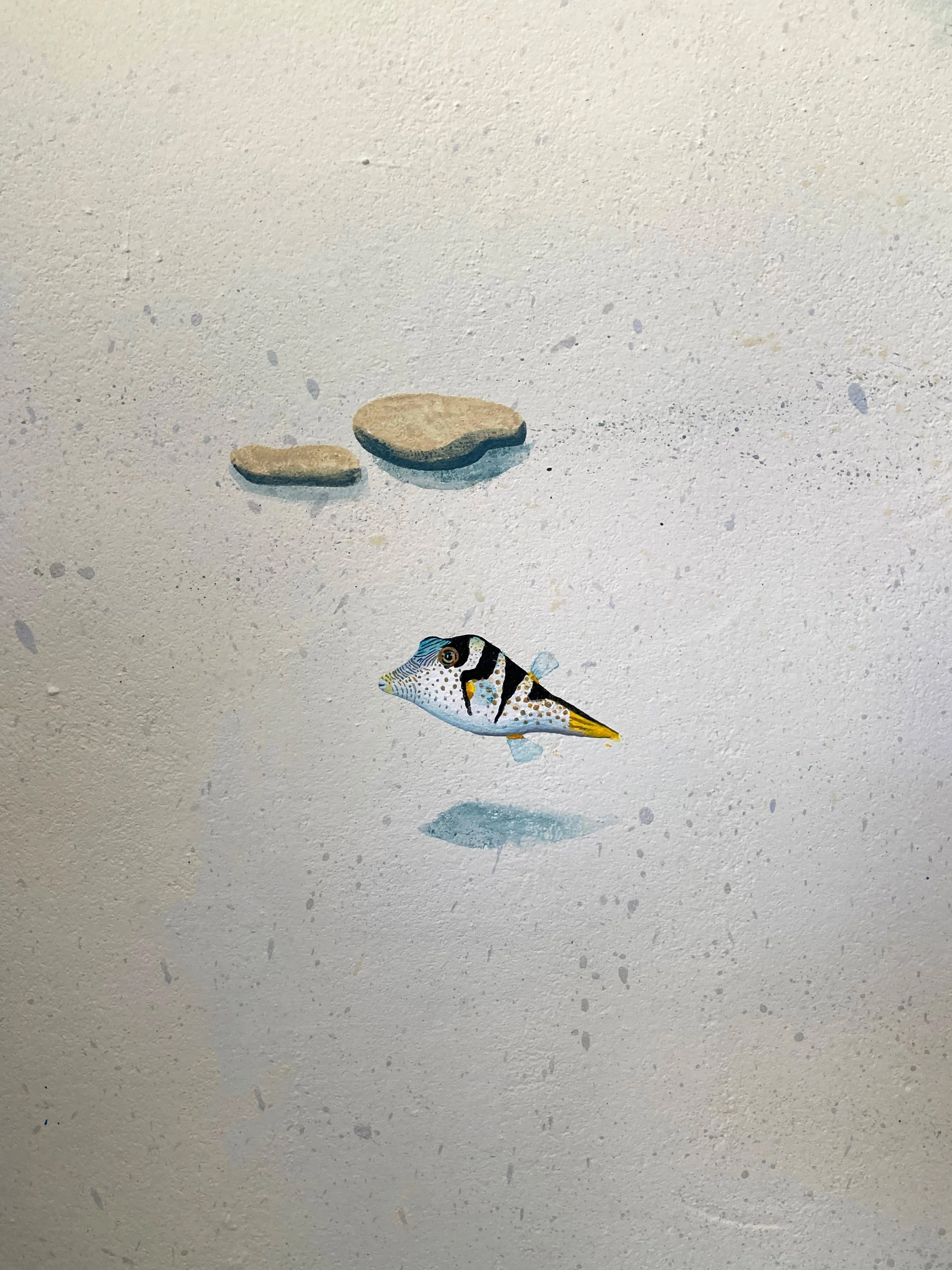 baby pufferfish 1.jpg