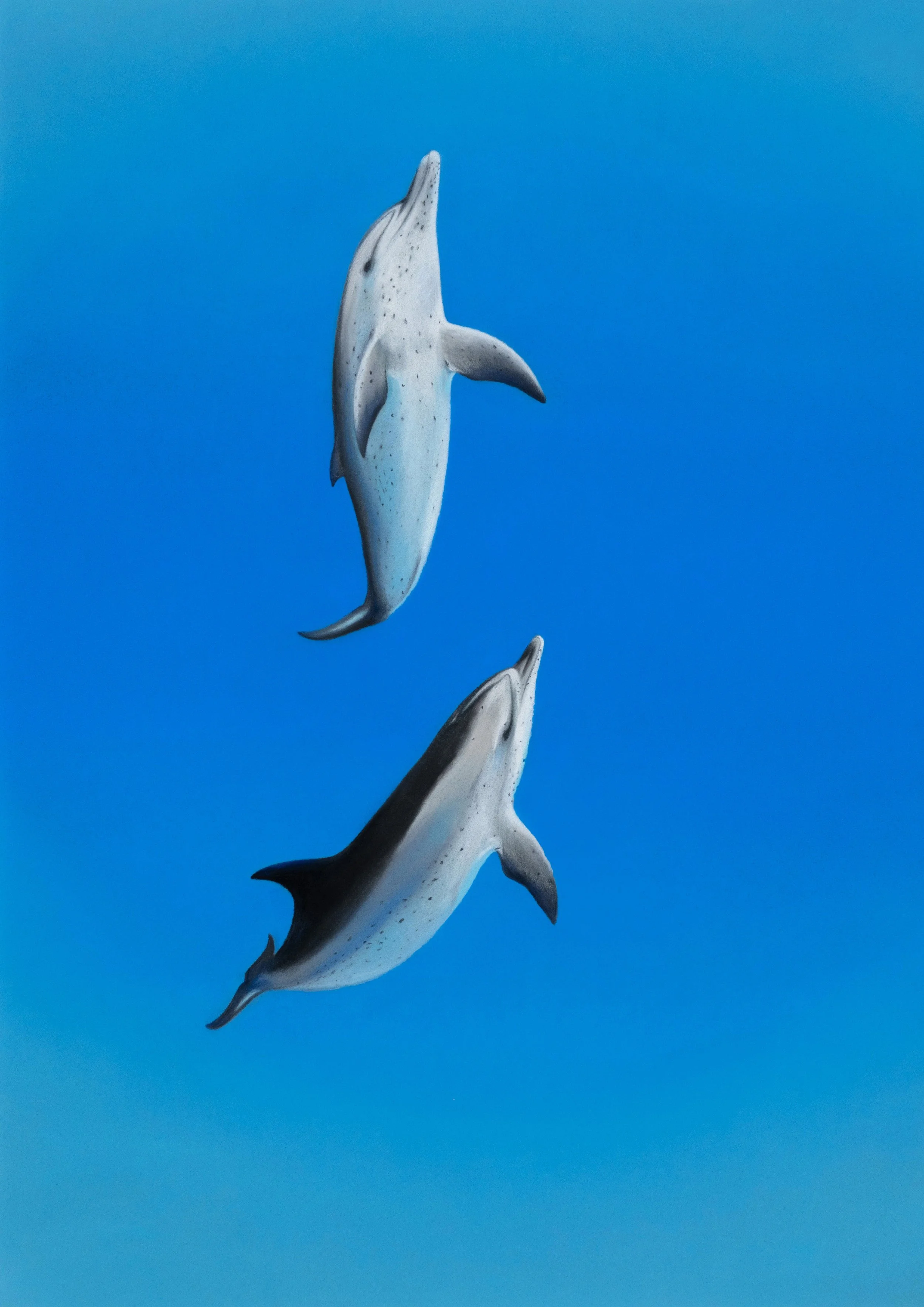 5 Spinner dolphins.jpg