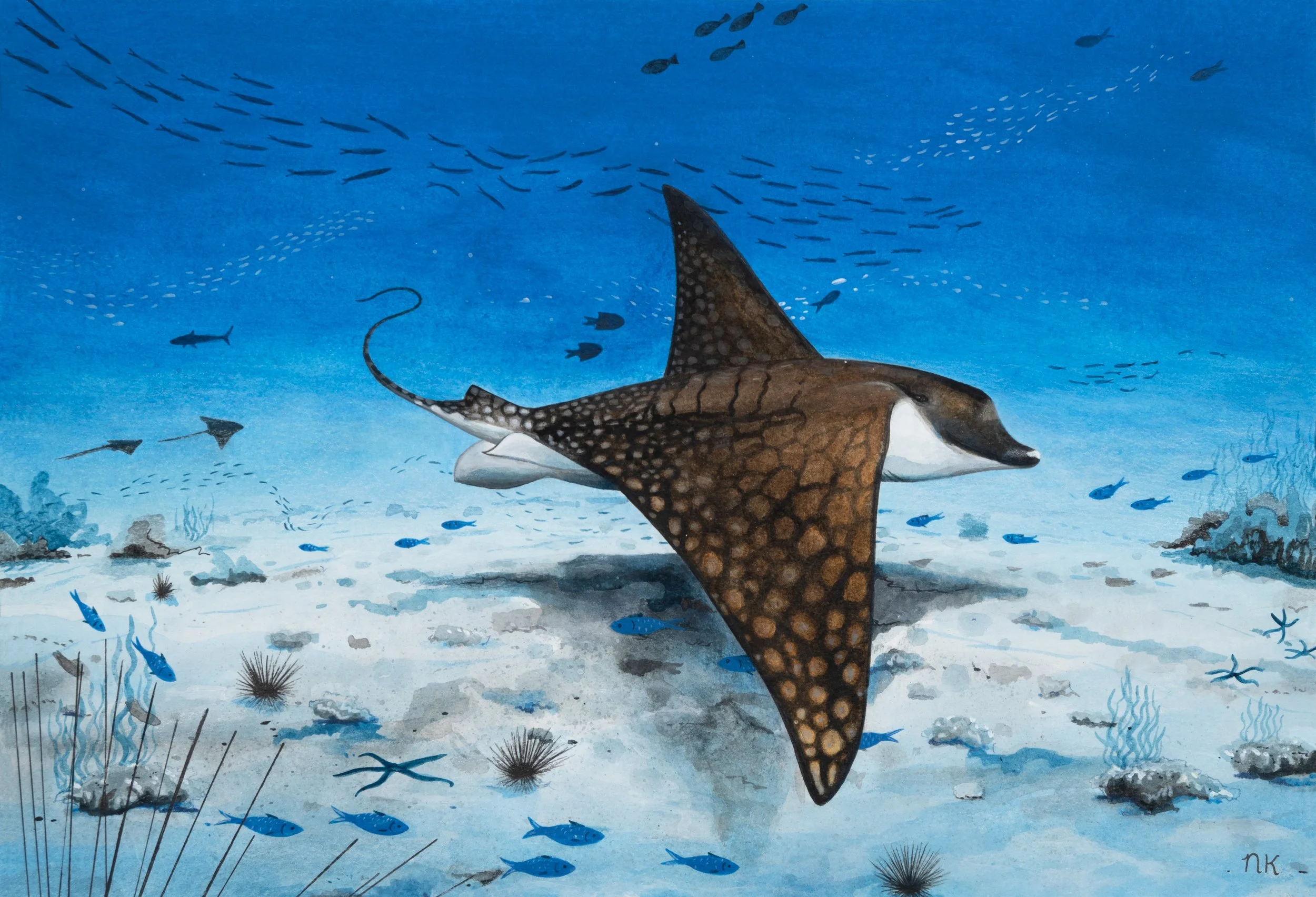 Leopard ray2.jpg