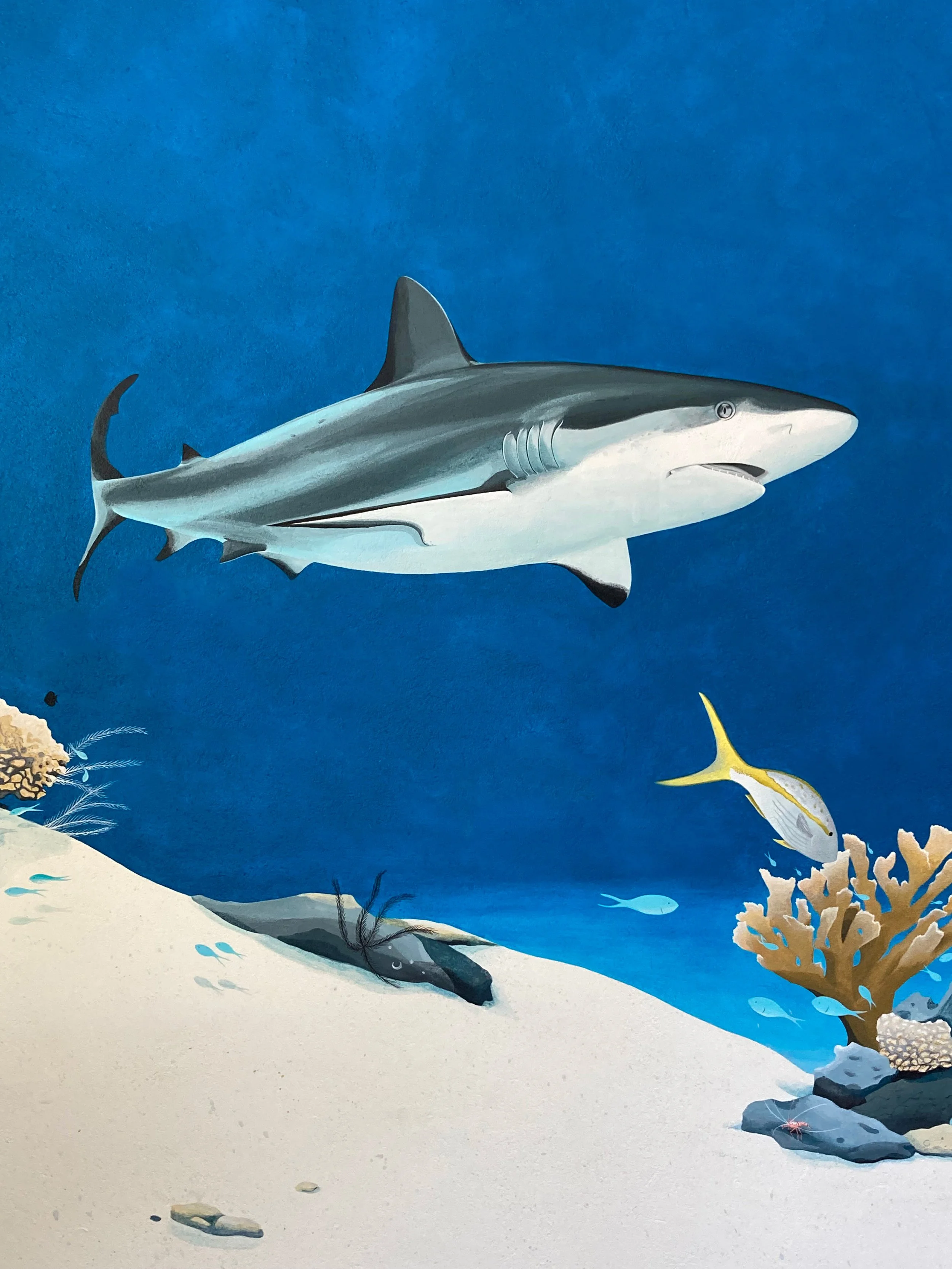 grey reef shark mural 1 deze.jpg